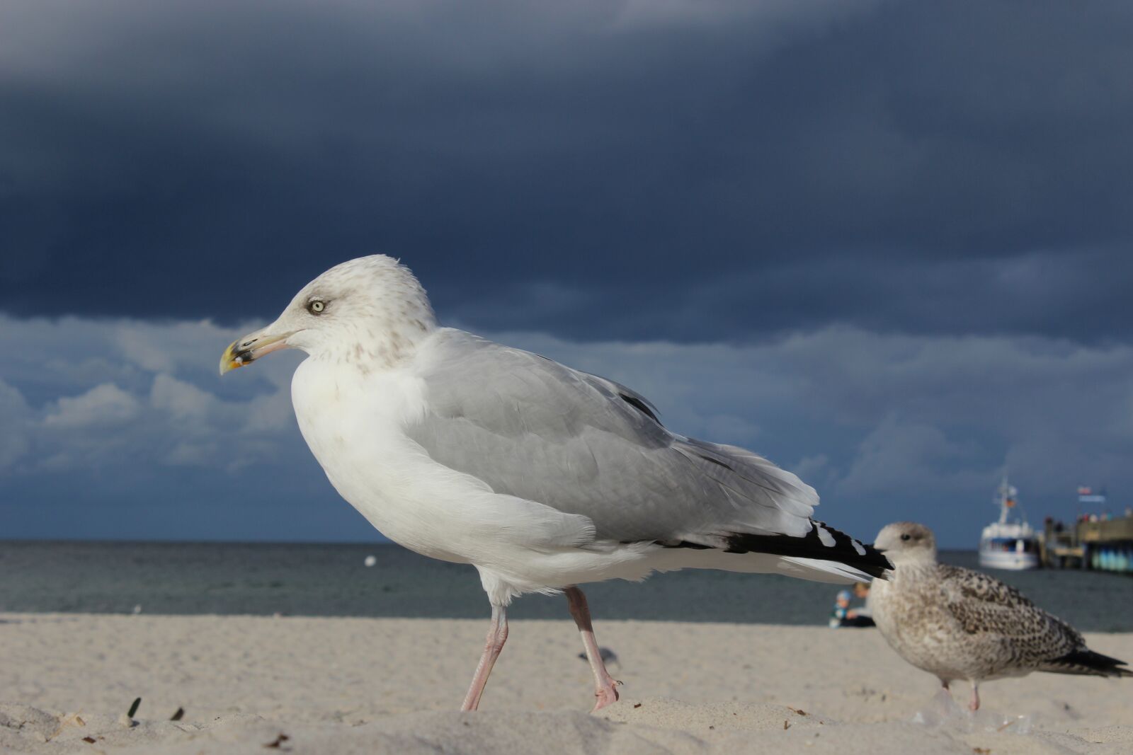 Canon EOS 600D (Rebel EOS T3i / EOS Kiss X5) sample photo. Seagull, beach, sea photography