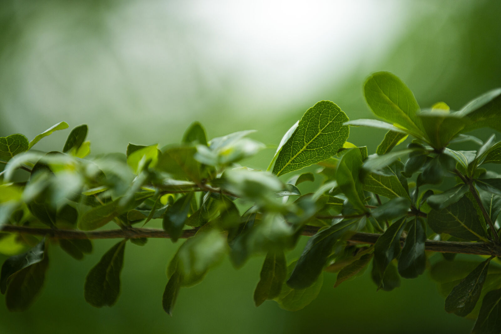 Nikon D800 sample photo