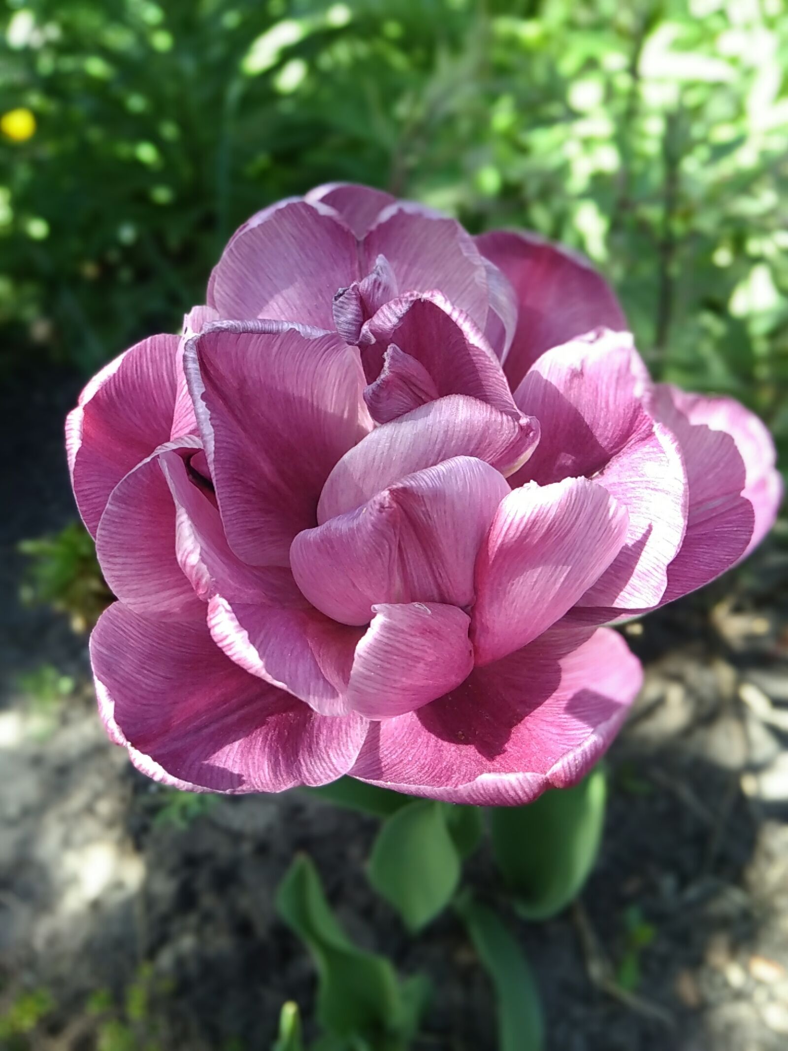 Xiaomi Redmi 4 Pro sample photo. Beautiful, flowers, bokeh, flora photography
