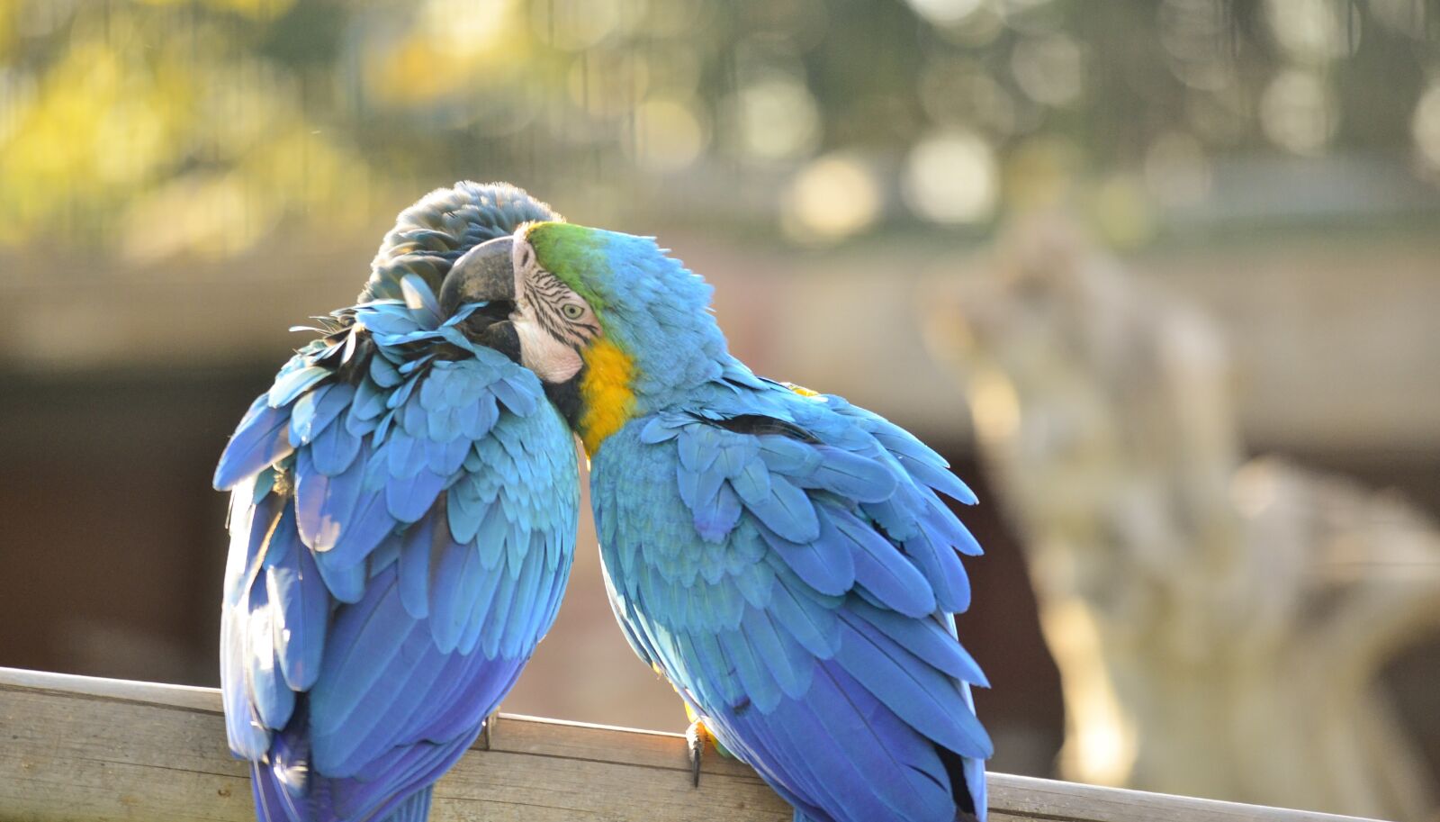 Nikon D7000 sample photo. Parrots, animals, zoo photography