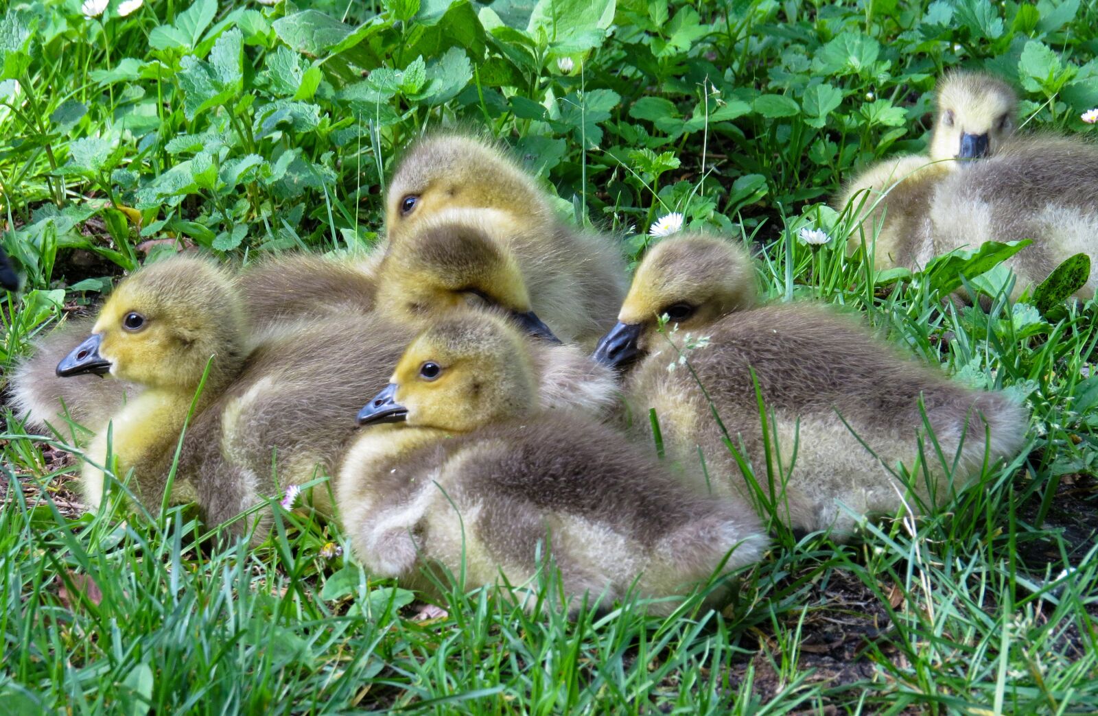 Canon PowerShot SX50 HS sample photo. Animals, goose, bird photography