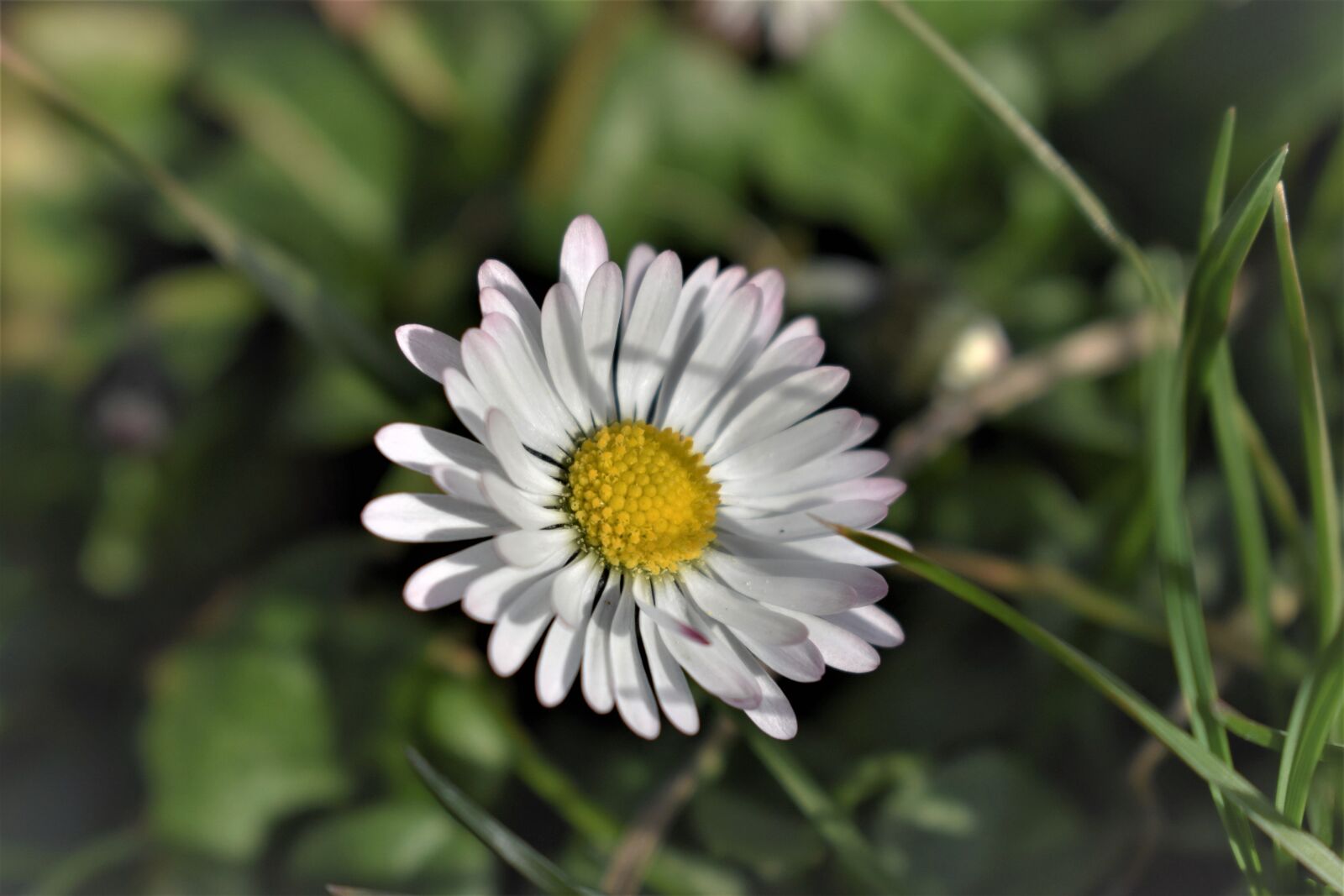 Nikon D5500 sample photo. Geiss floral, daisy, flower photography