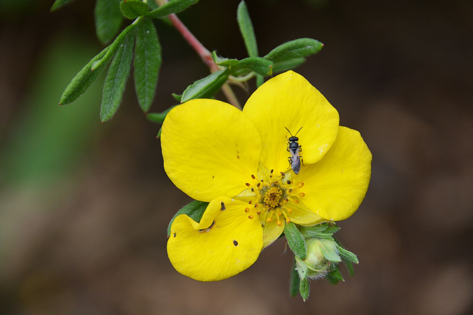 Nikon D5200 sample photo. Anemone buttercup false, flower photography