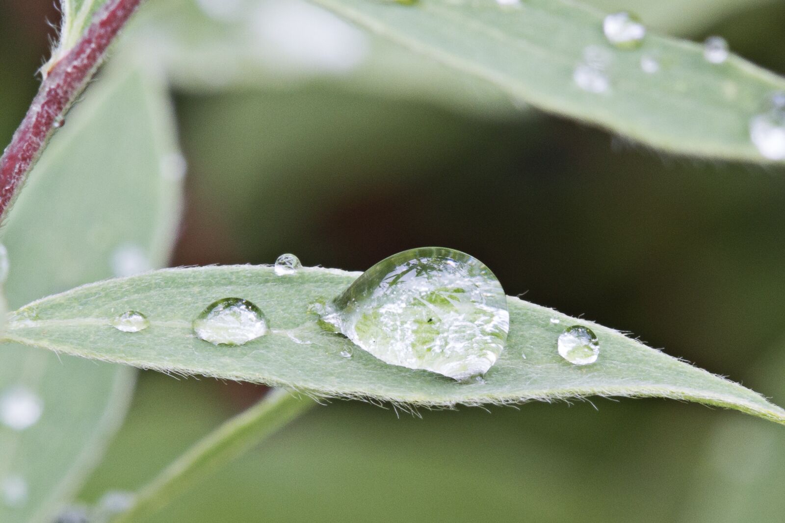 Canon EOS 600D (Rebel EOS T3i / EOS Kiss X5) + Canon EF 100mm F2.8 Macro USM sample photo. Drop, water, nature photography