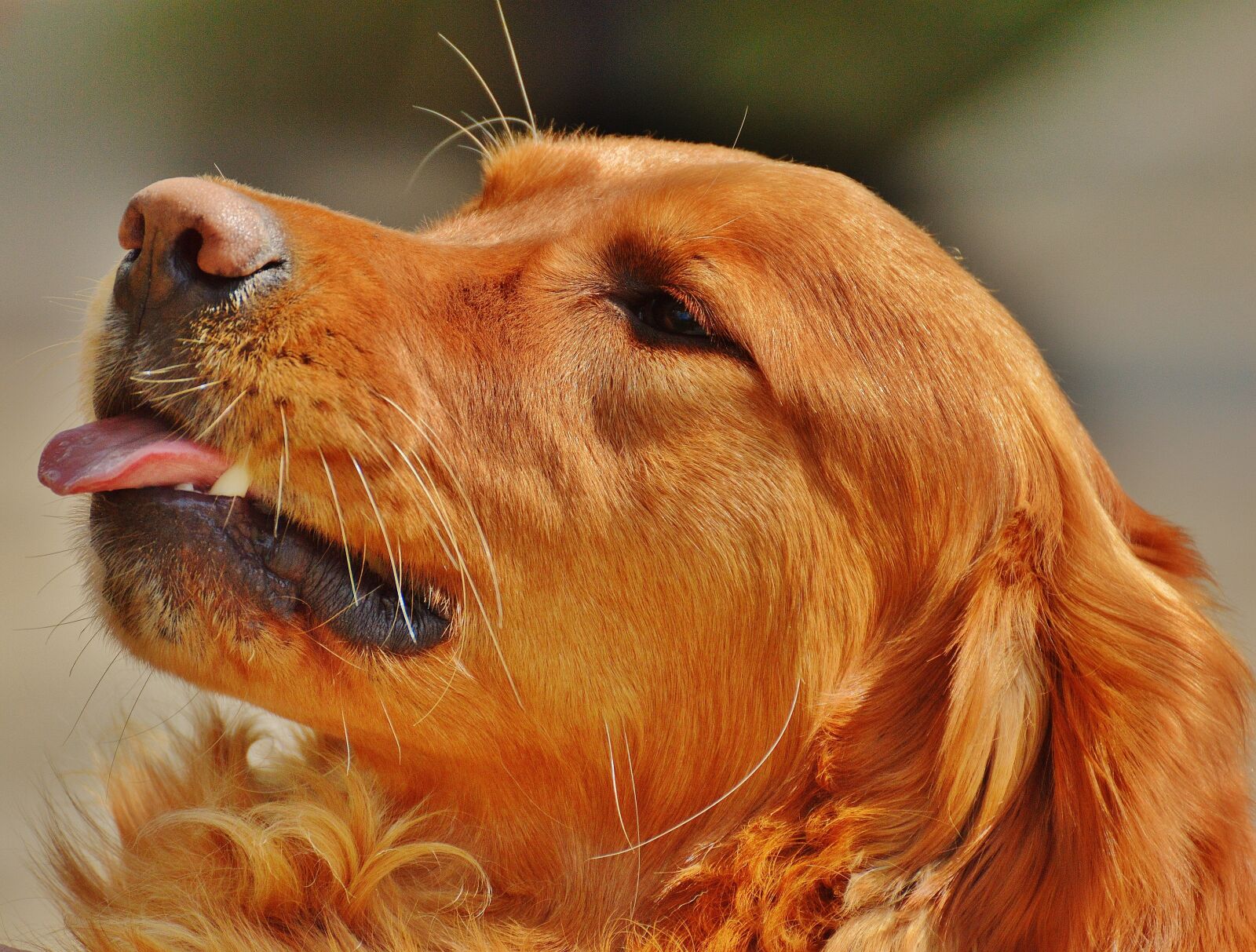 Nikon D3200 sample photo. Irish setter, dog, fur photography