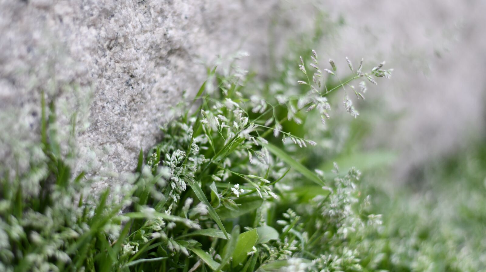 Nikon D7500 sample photo. Spring, grass, wild flowers photography