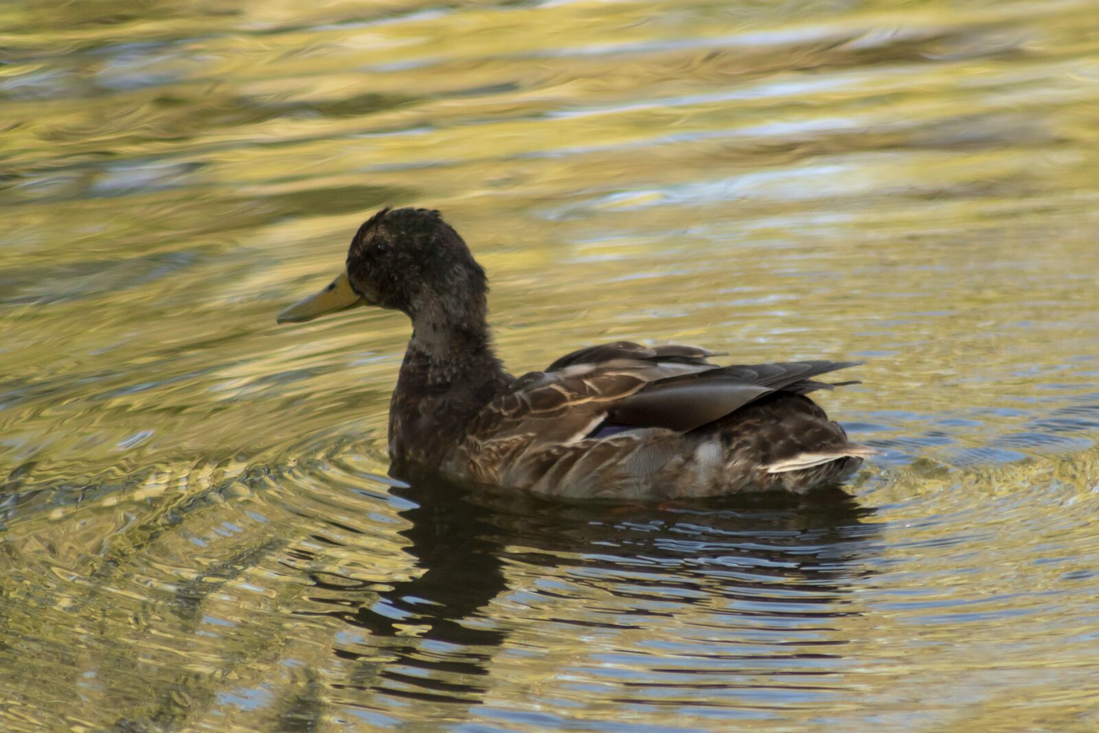 Canon EF75-300mm f/4-5.6 sample photo. Duck, wild ducks, teal photography