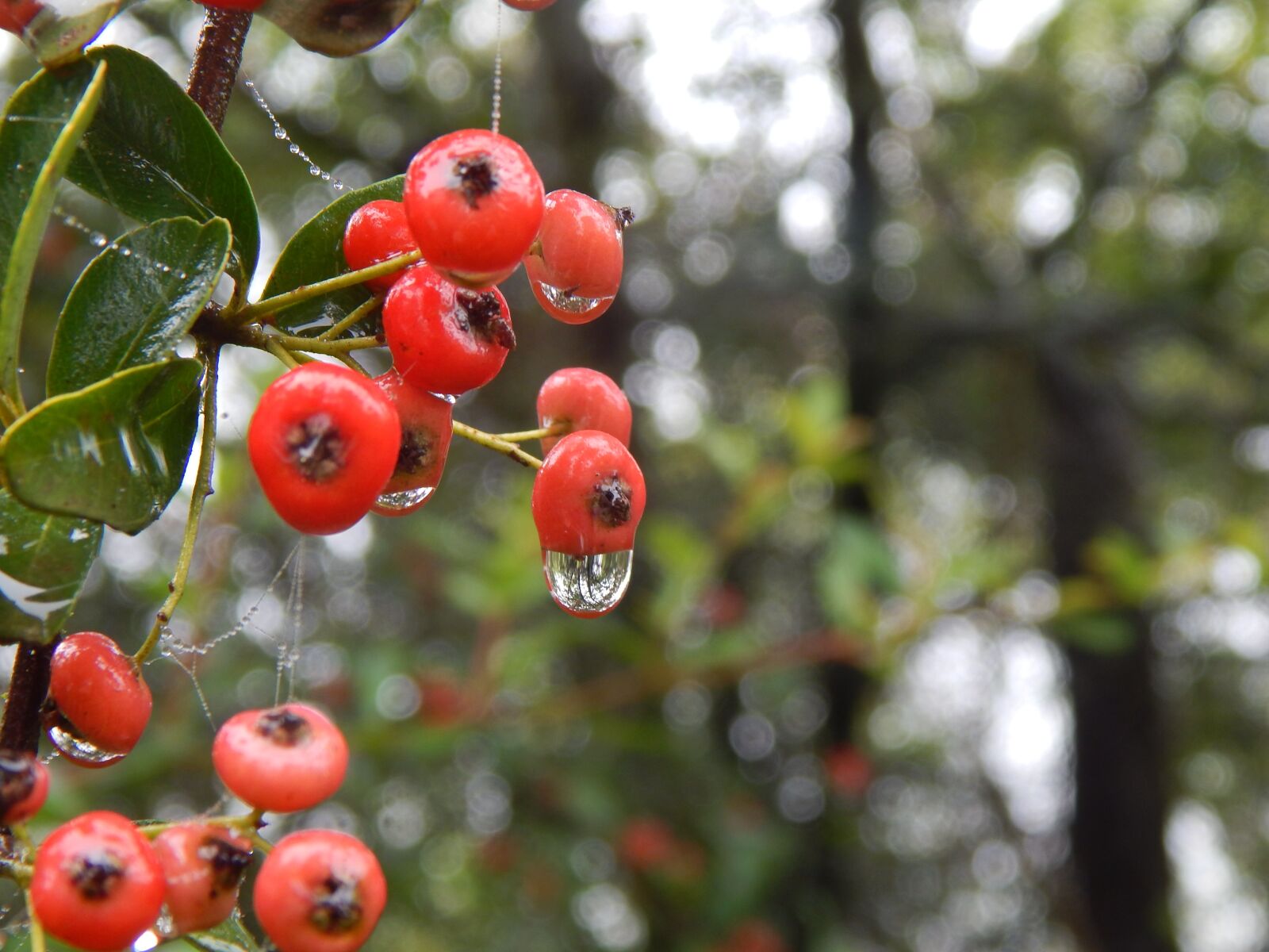 Nikon Coolpix L820 sample photo. Forest, berries, rain photography