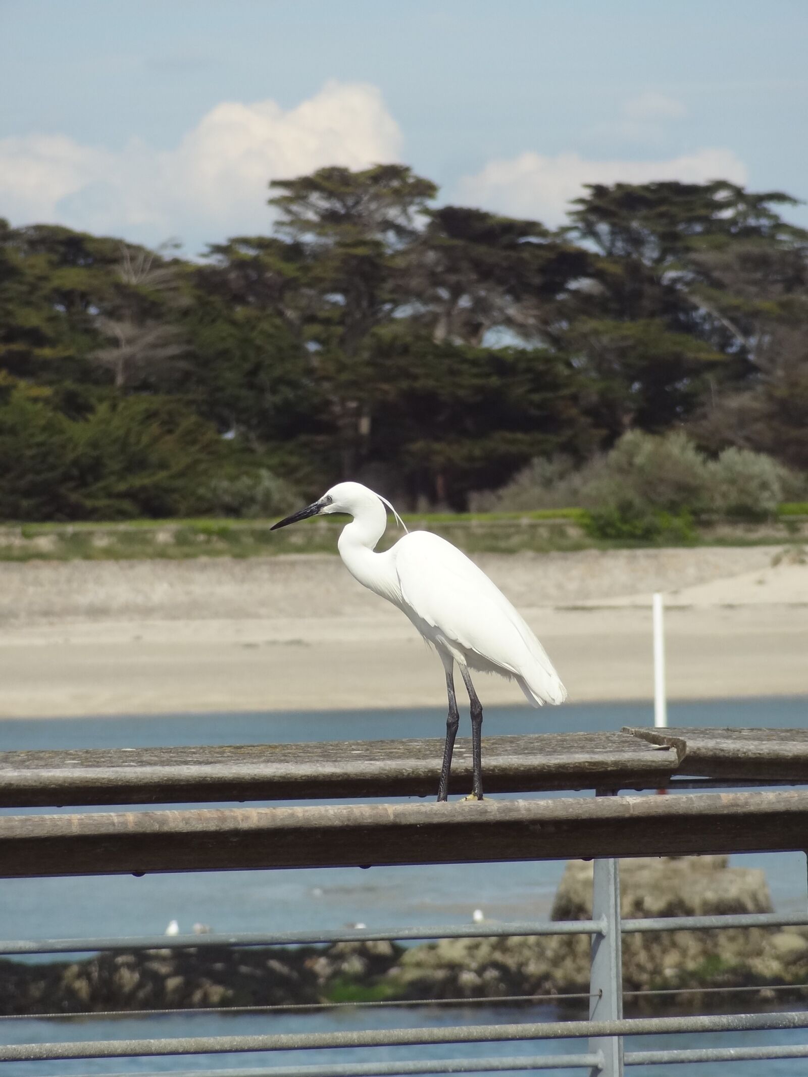 Sony Cyber-shot DSC-HX9V sample photo. Little egret, heron, bird photography