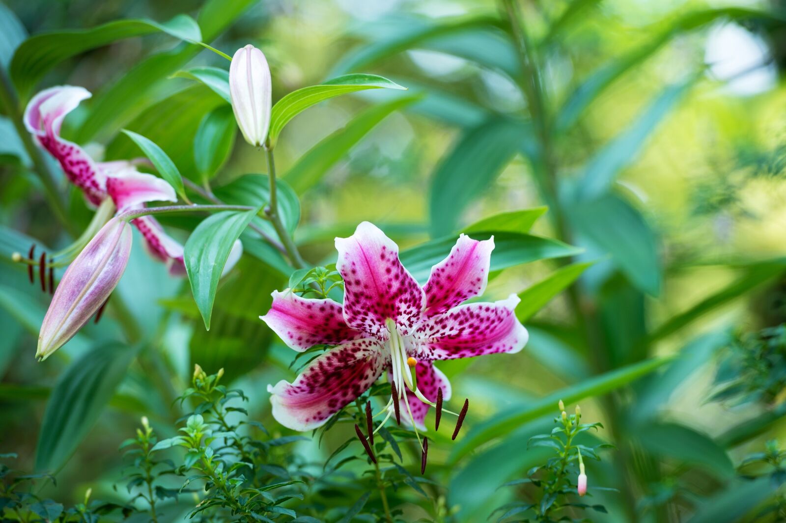 Nikon Df sample photo. Lily, flower, pink photography