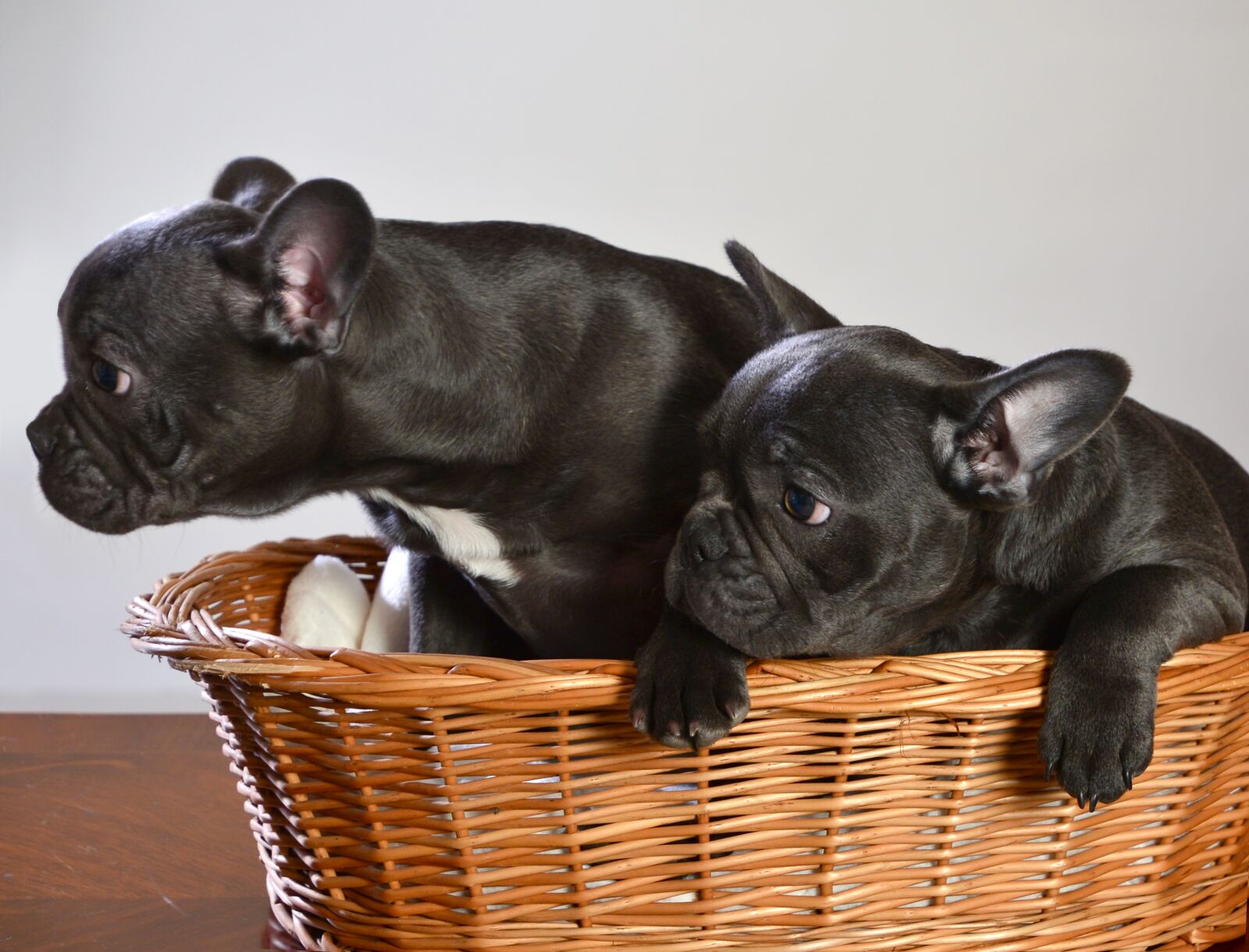 Nikon D600 sample photo. French bulldog, dog, animal photography