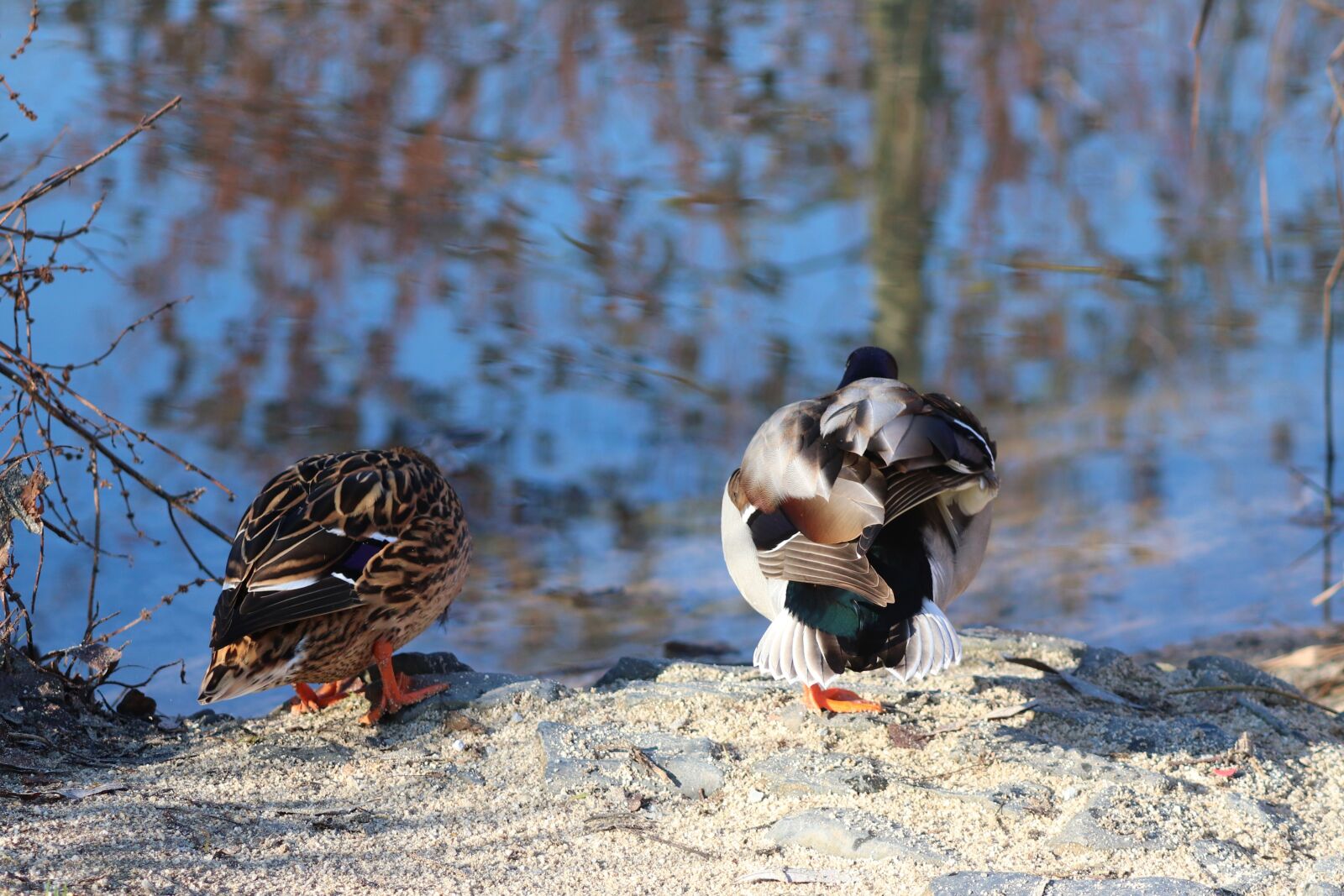 Canon EOS 200D (EOS Rebel SL2 / EOS Kiss X9) sample photo. Ducks, anas platyrhynchos, drake photography