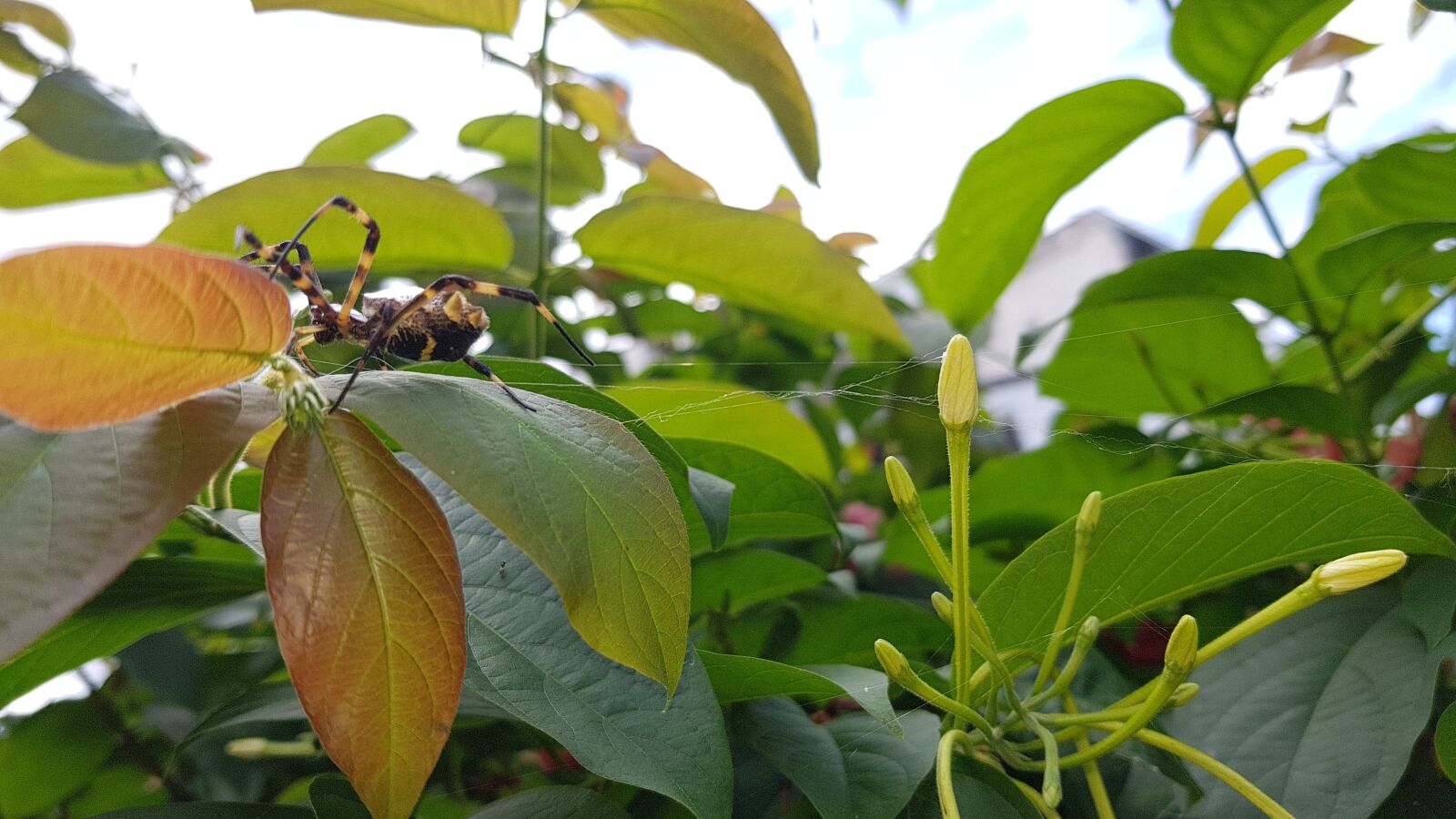 Samsung Galaxy S8 sample photo. Spider, garden spider, nature photography