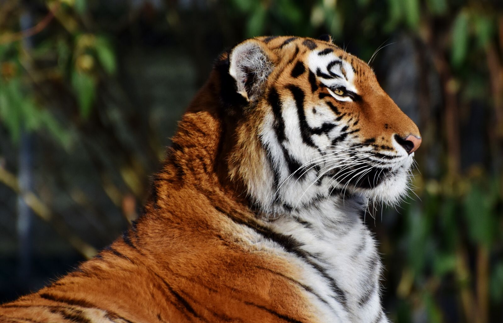 Nikon D7200 sample photo. Tiger, big cat, predator photography