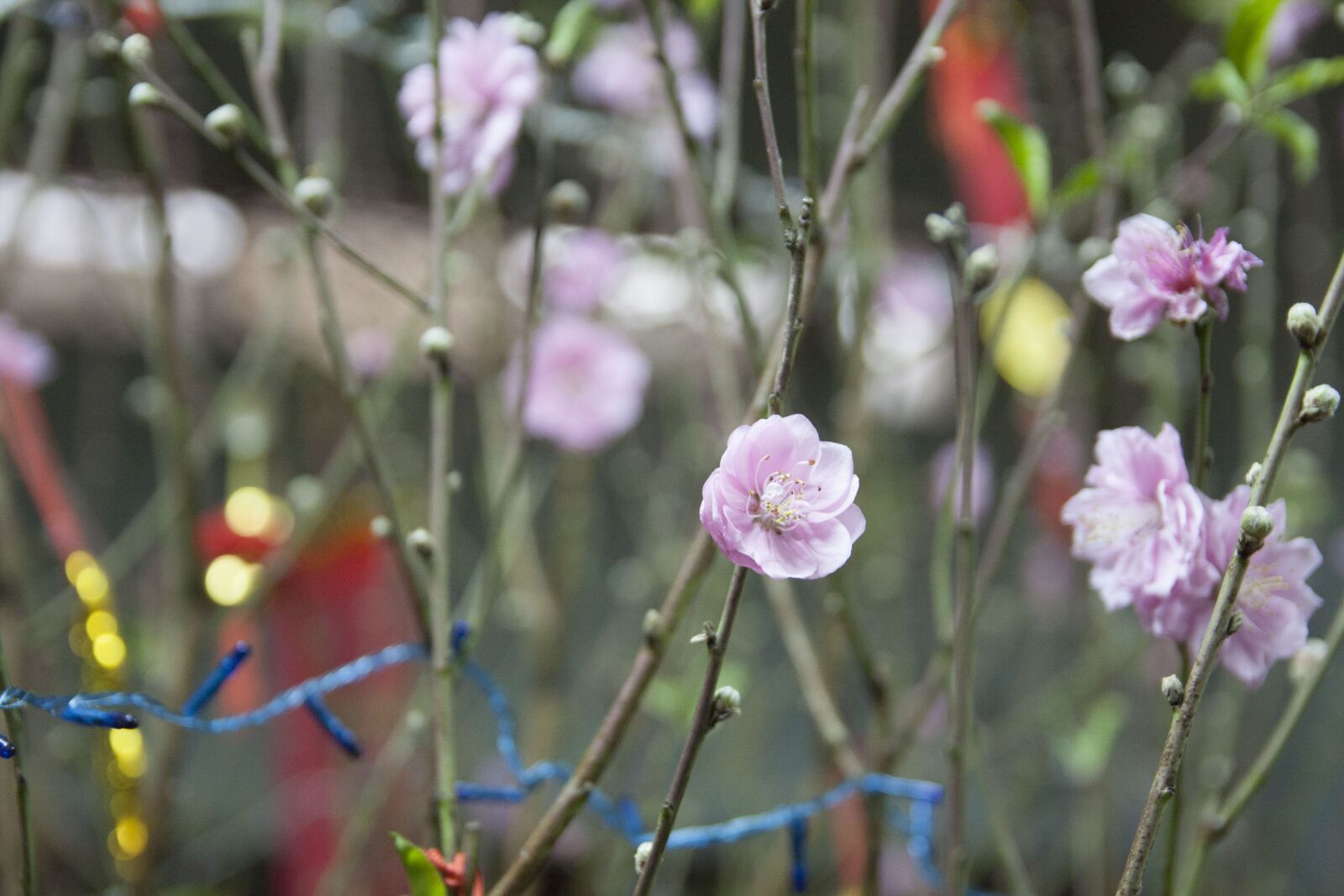 Canon EOS 40D sample photo. The lunar new year photography