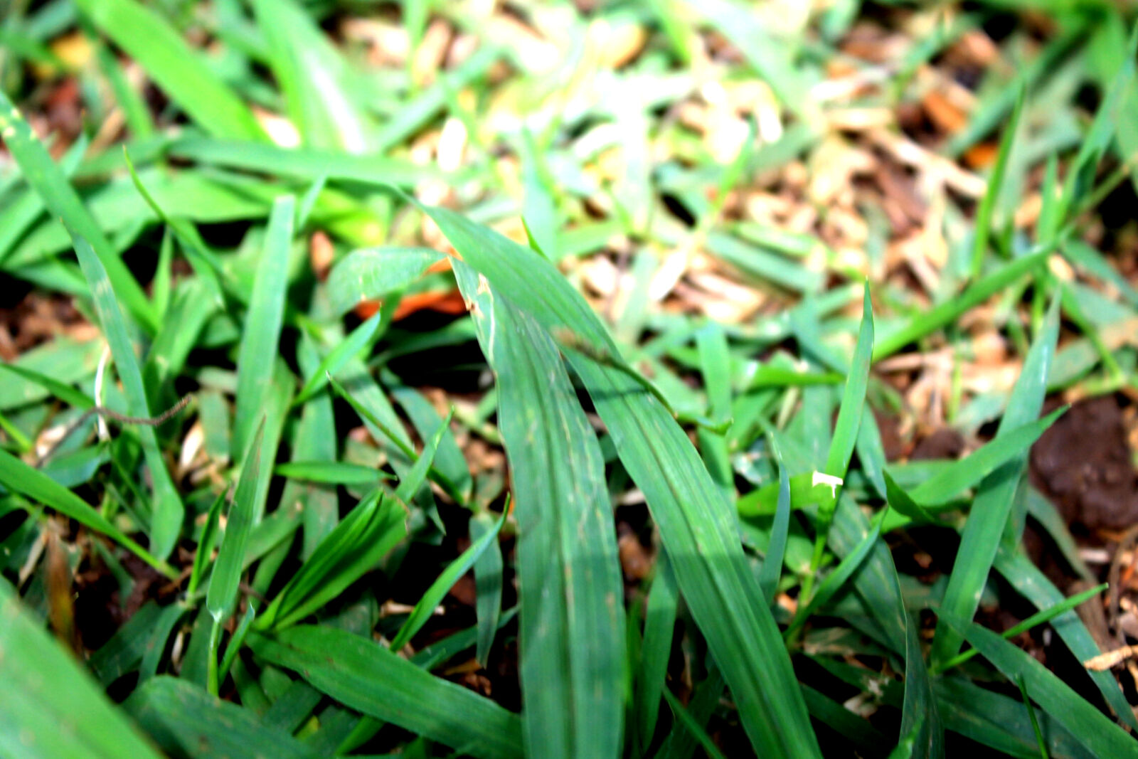Canon EOS 1100D (EOS Rebel T3 / EOS Kiss X50) sample photo. Grass, green, lawn, nature photography