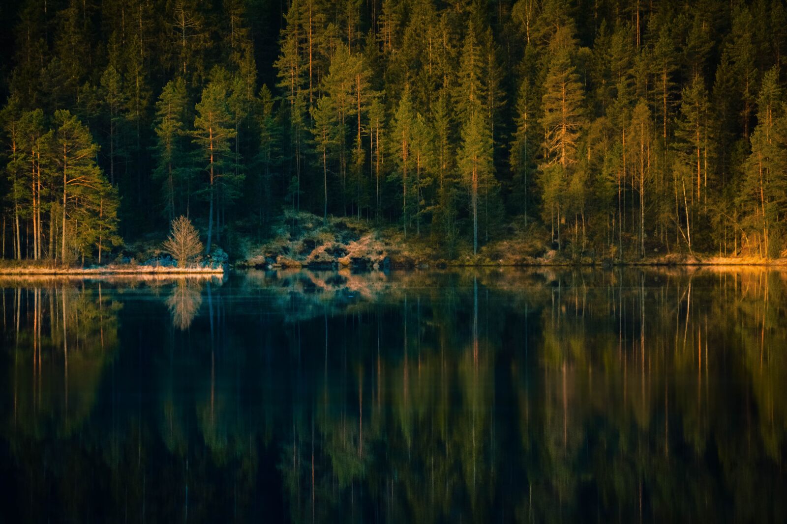 Nikon D5200 sample photo. Forest, reflection, the addition photography