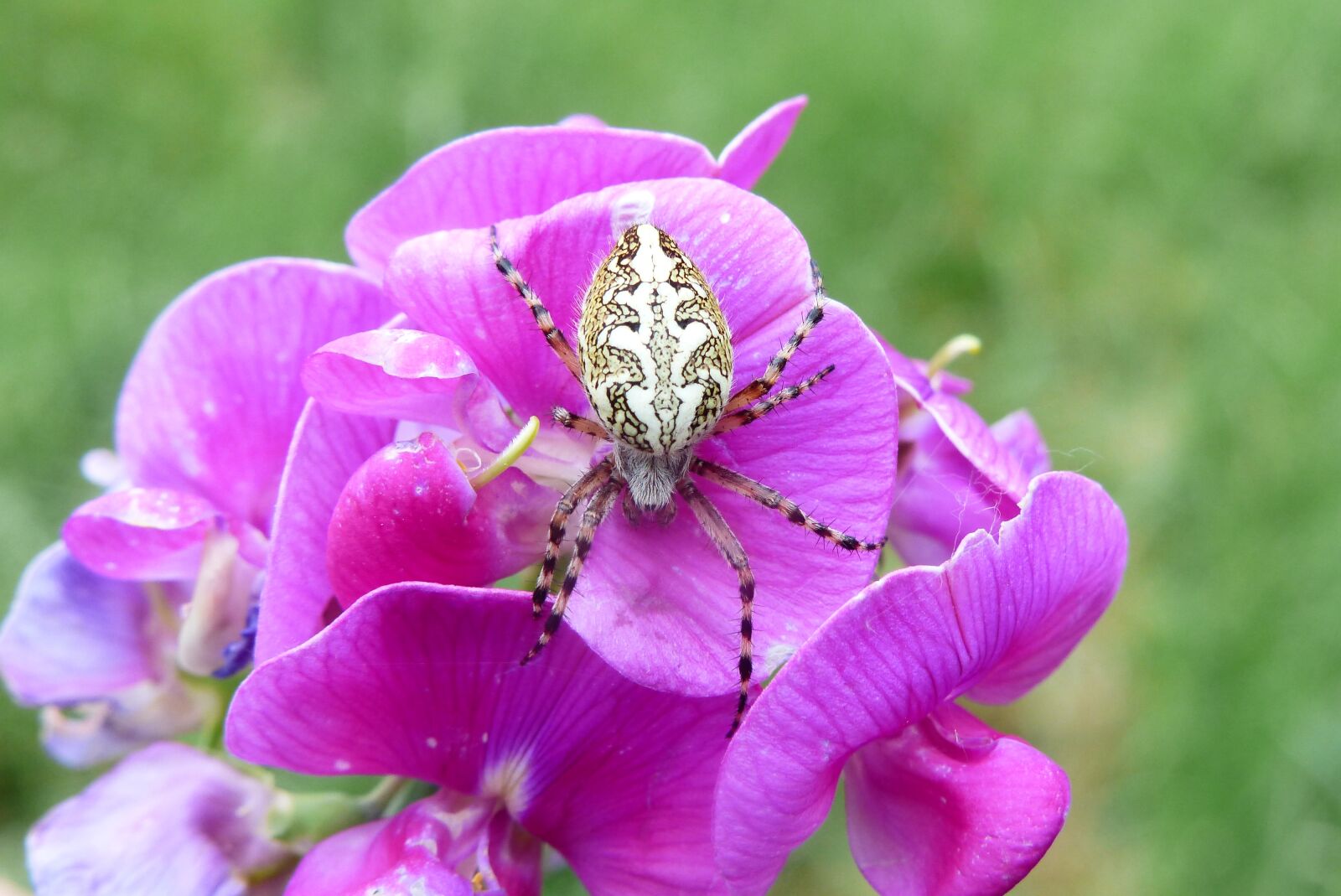 Panasonic Lumix DMC-FZ200 sample photo. Ko osz colored, spider photography