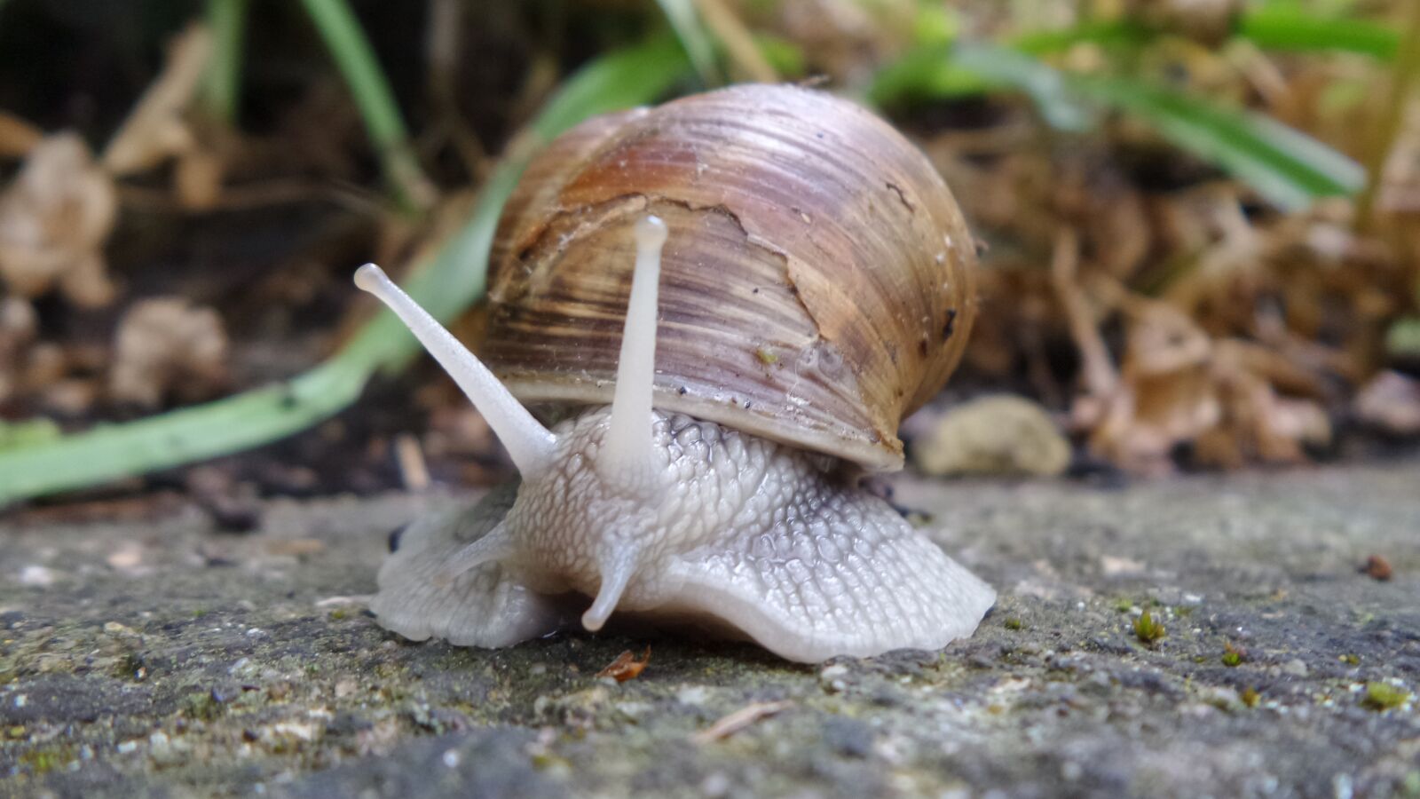 Samsung Galaxy K Zoom sample photo. Snail, shell, mollusk photography