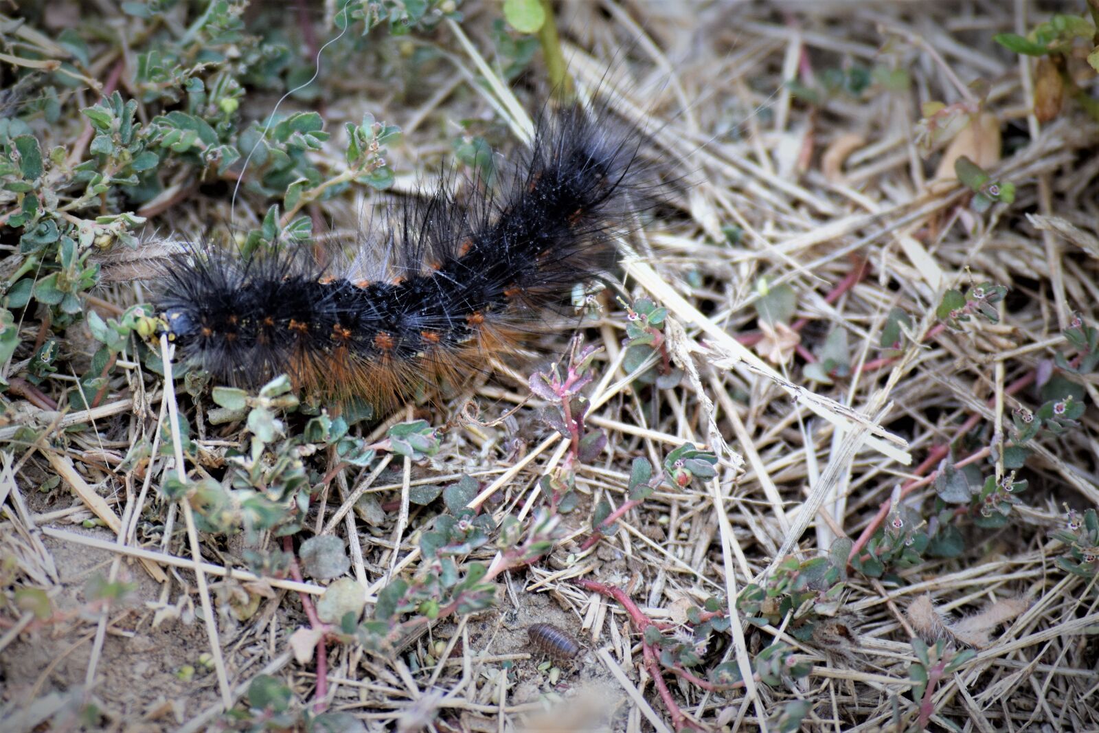 Nikon D3300 sample photo. Monarch, butterfly, transformation photography