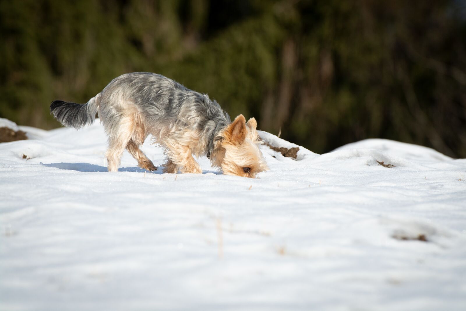 Nikon D7100 sample photo. Dog, winter, snow photography