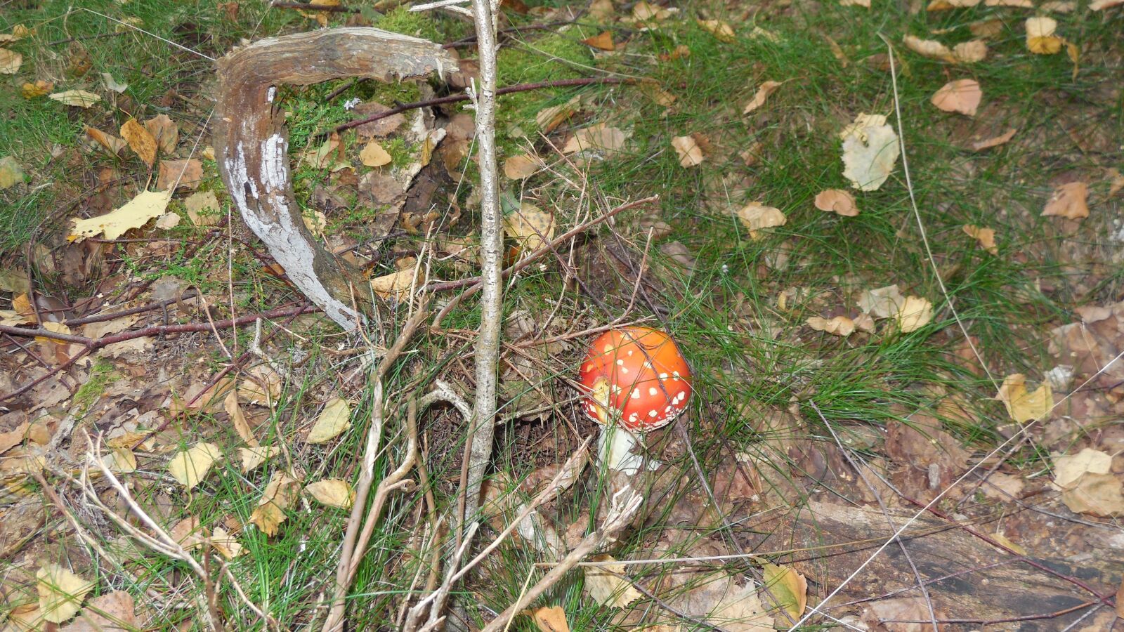 Nikon Coolpix S6400 sample photo. Mushrooms, fly agaric, grass photography