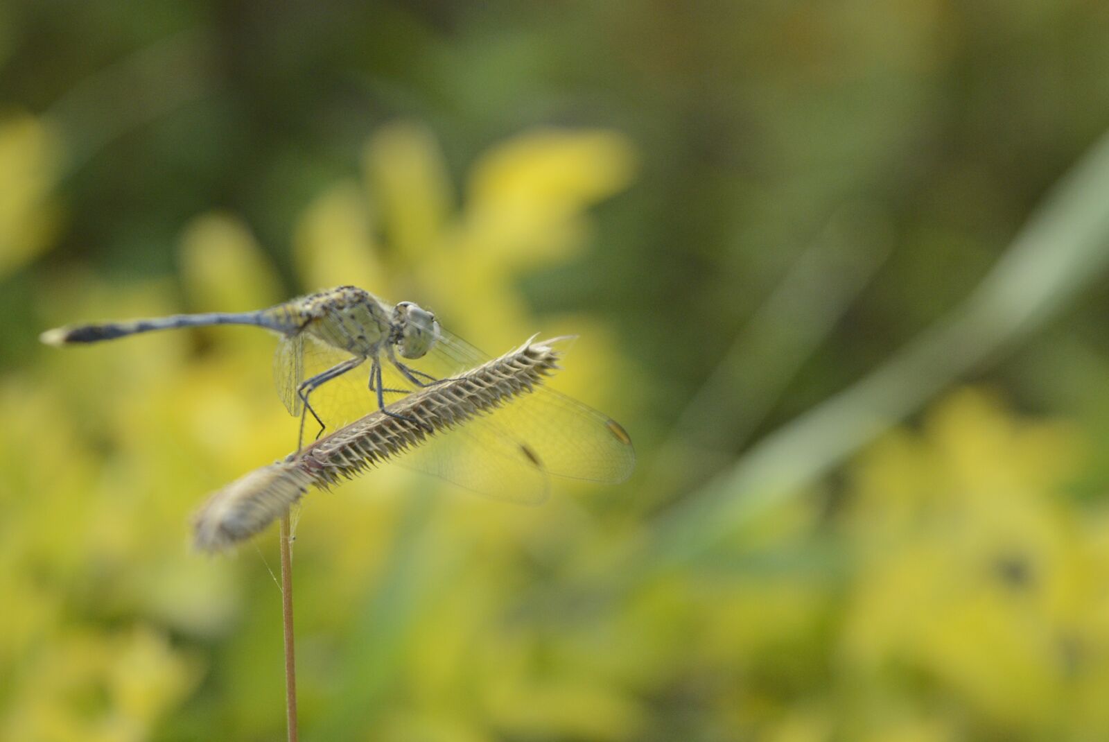 Nikon D5200 sample photo. Dragon fly, dry grass photography
