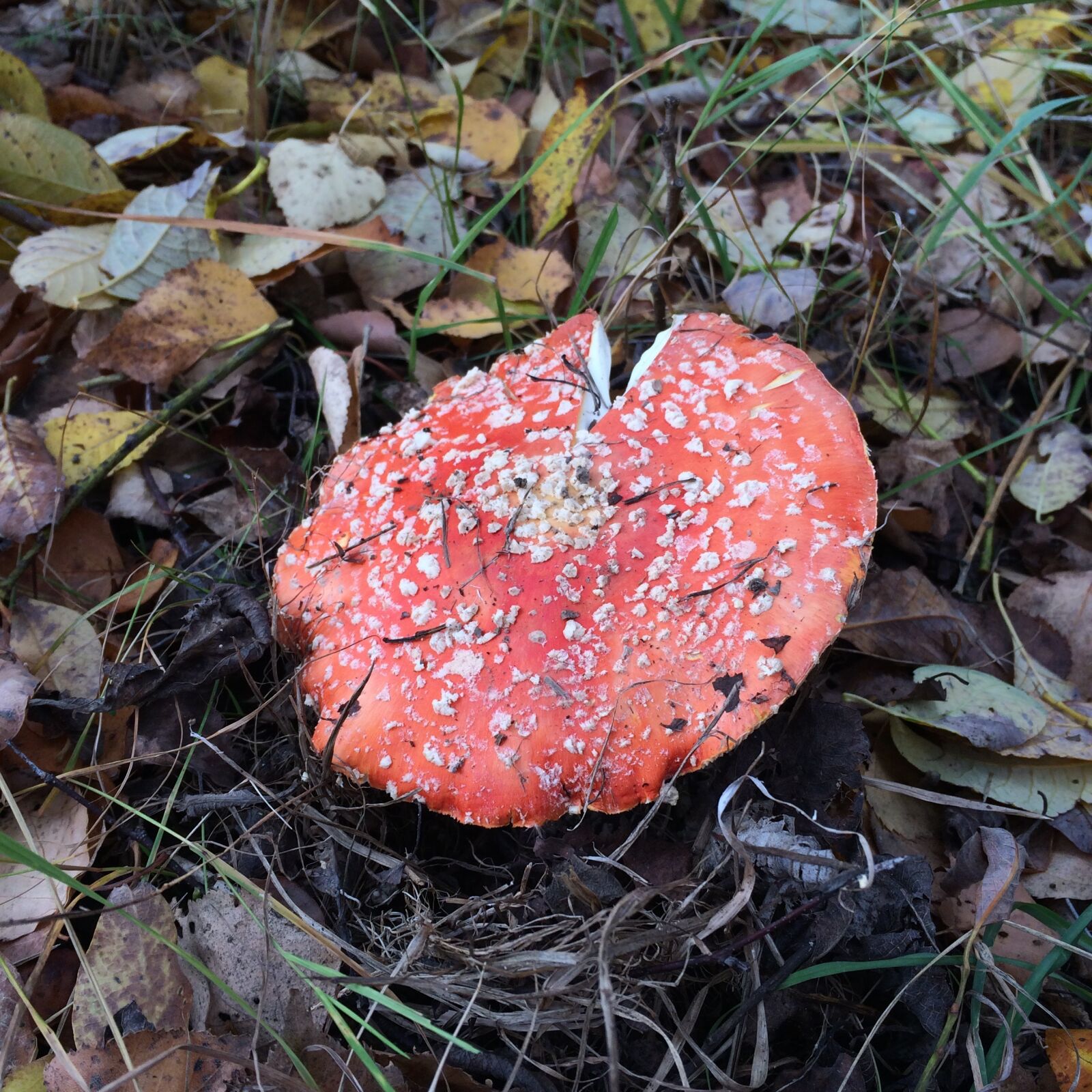 Apple iPhone 5s sample photo. Amanita, mushrooms, forest photography