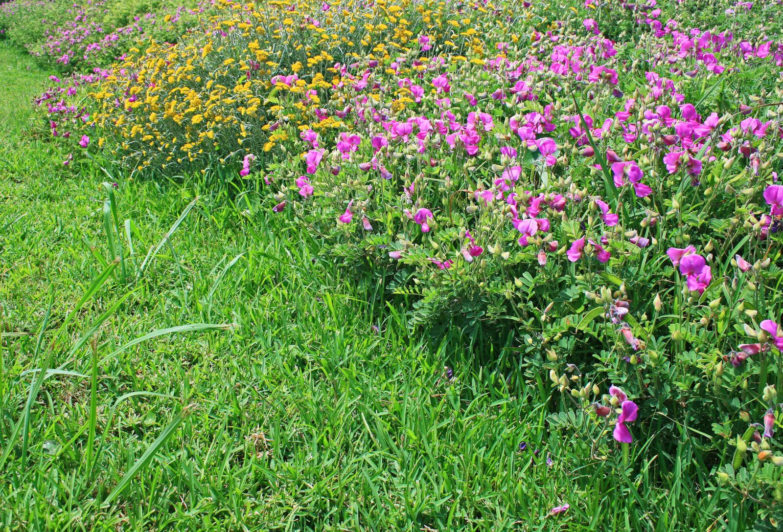 Canon EOS 400D (EOS Digital Rebel XTi / EOS Kiss Digital X) sample photo. Wild growing flowers, flowers photography