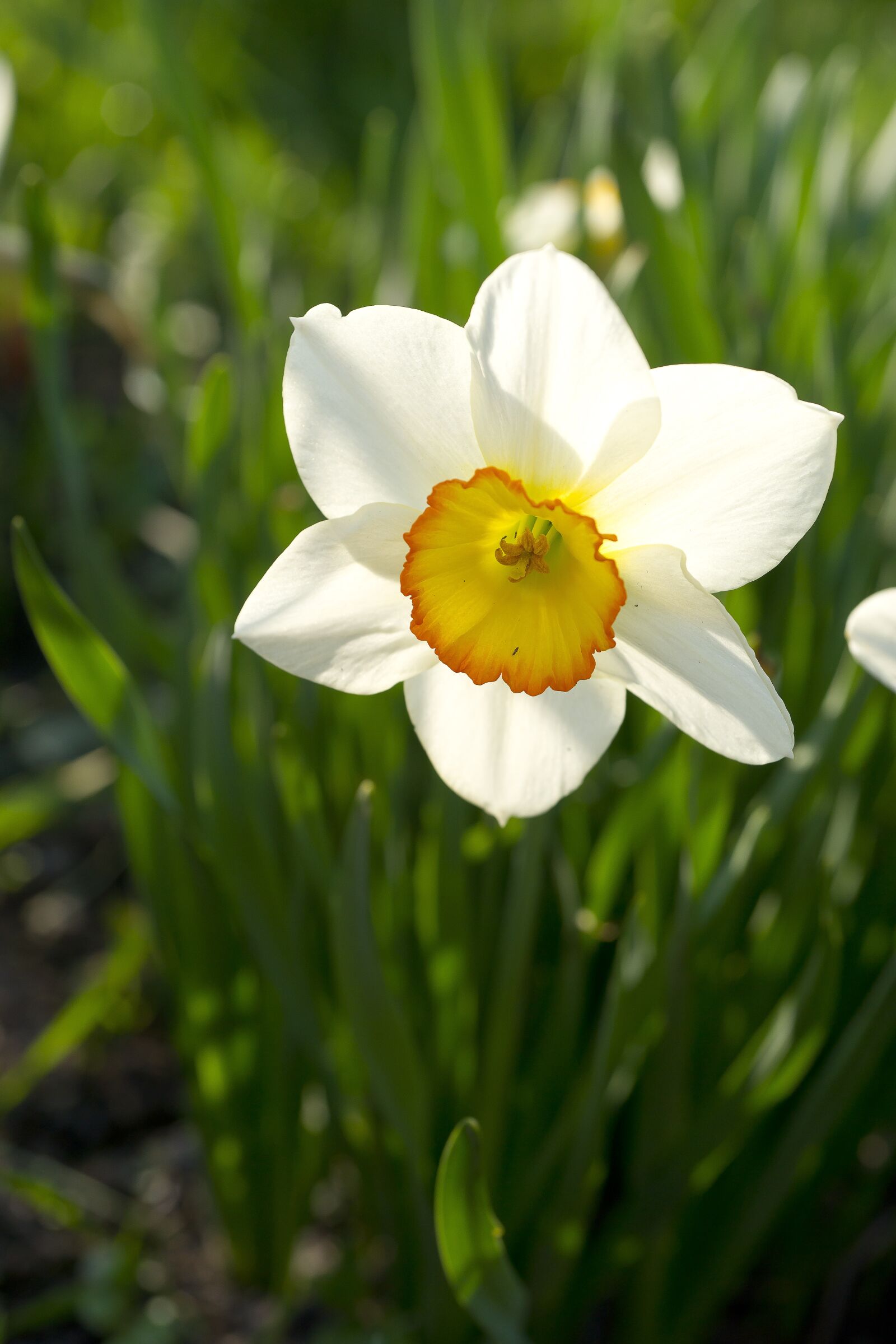 Sony Alpha DSLR-A850 sample photo. Flower, narcissus, white photography