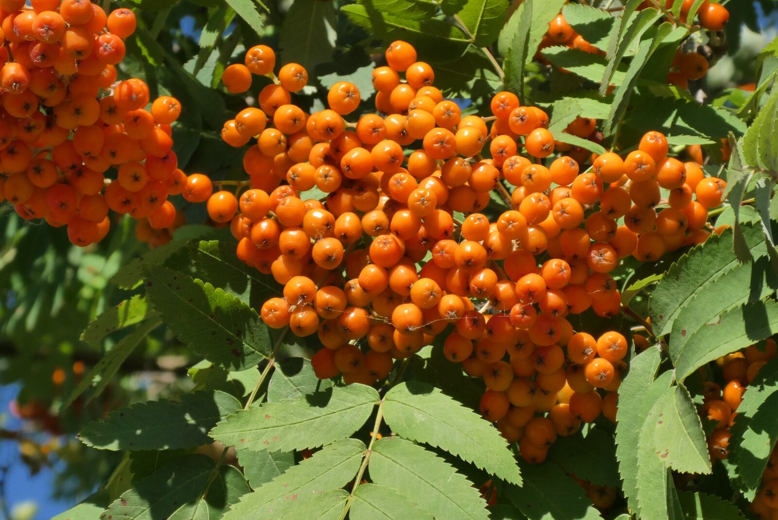 Panasonic Lumix DC-ZS70 (Lumix DC-TZ90) sample photo. Berries, rowan, orange photography