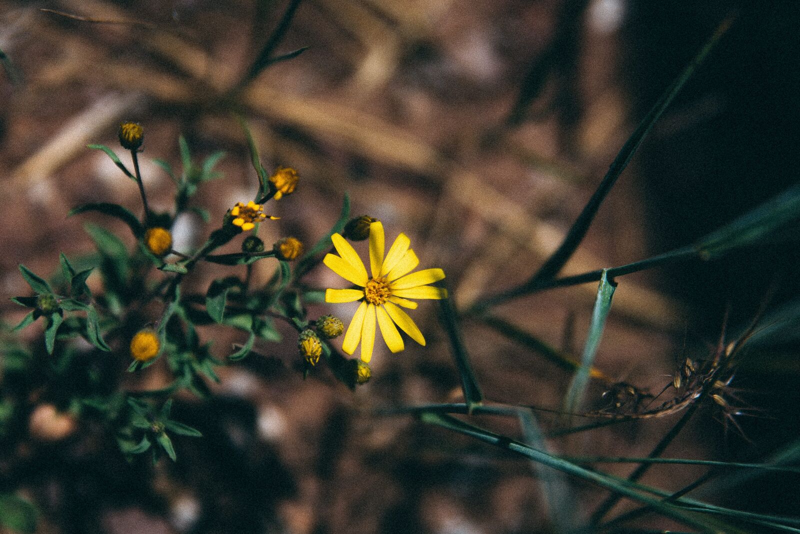 Tamron SP 24-70mm F2.8 Di VC USD sample photo. Yellow, flower, garden photography