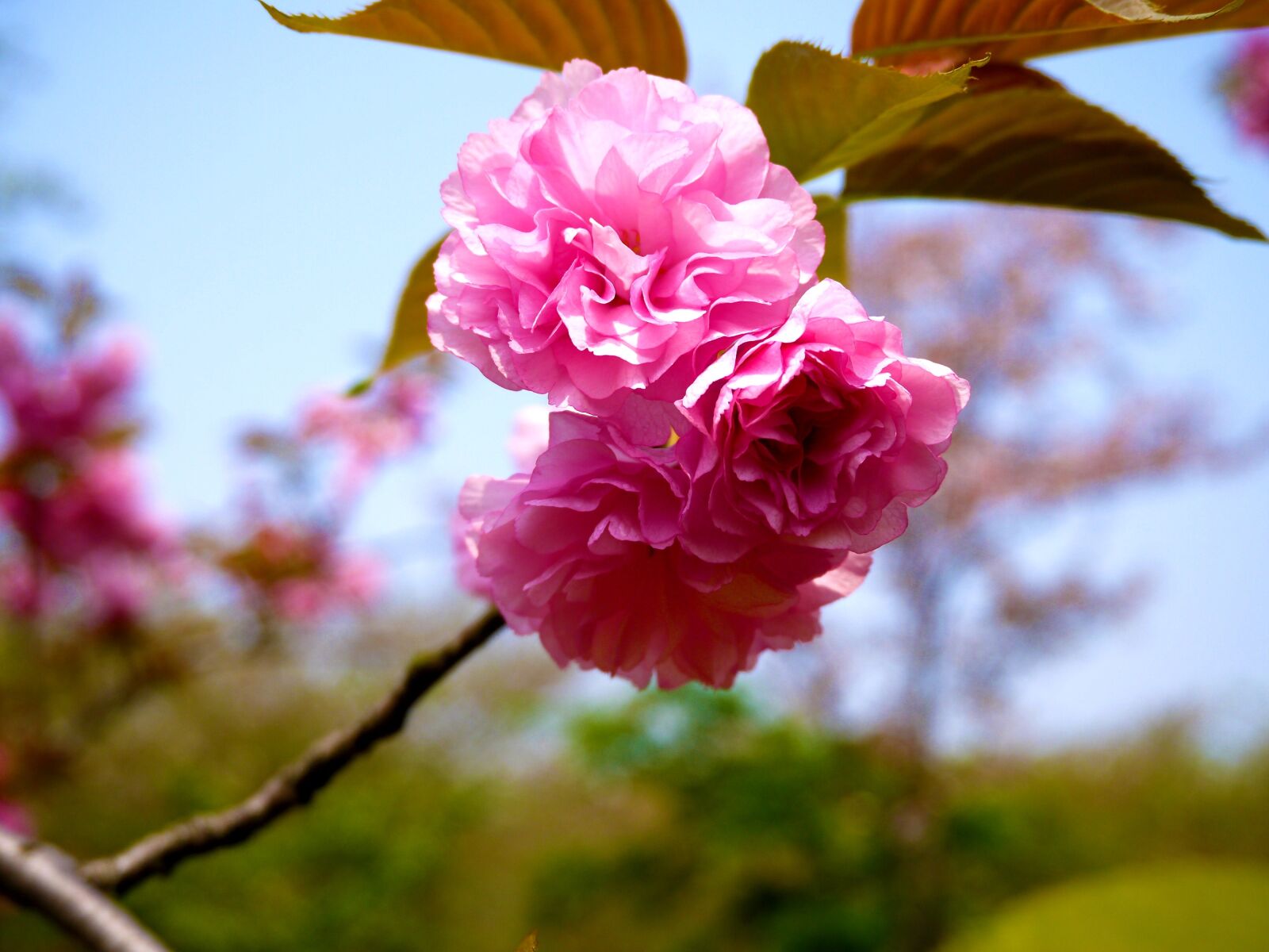 Panasonic Lumix DMC-GF5 sample photo. Flowers, natural, spring photography