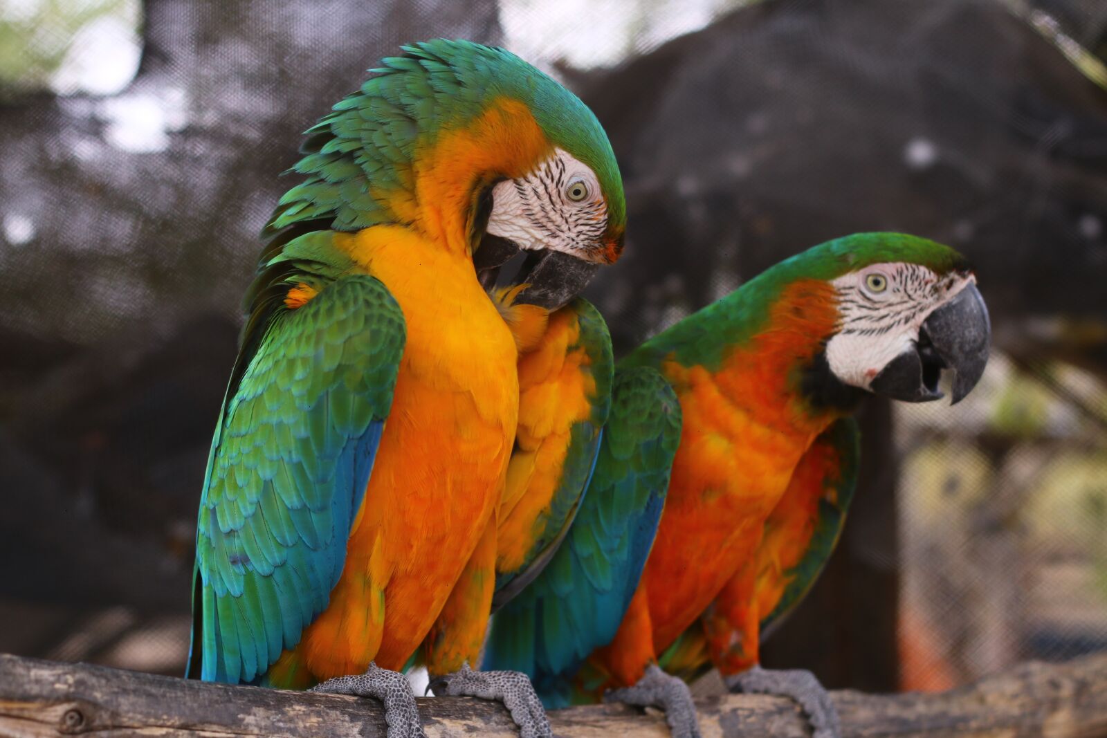 Canon EOS 70D + Canon EF 50mm F1.8 II sample photo. Parrot, animals, loro photography