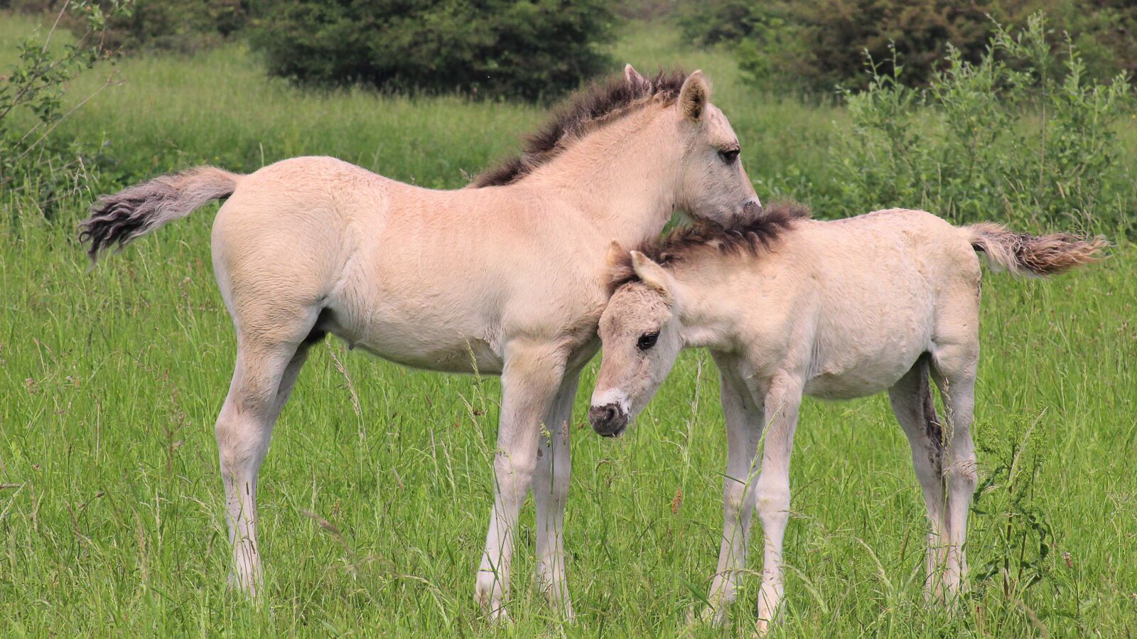 Canon EOS 600D (Rebel EOS T3i / EOS Kiss X5) sample photo. Horses, foals, together photography