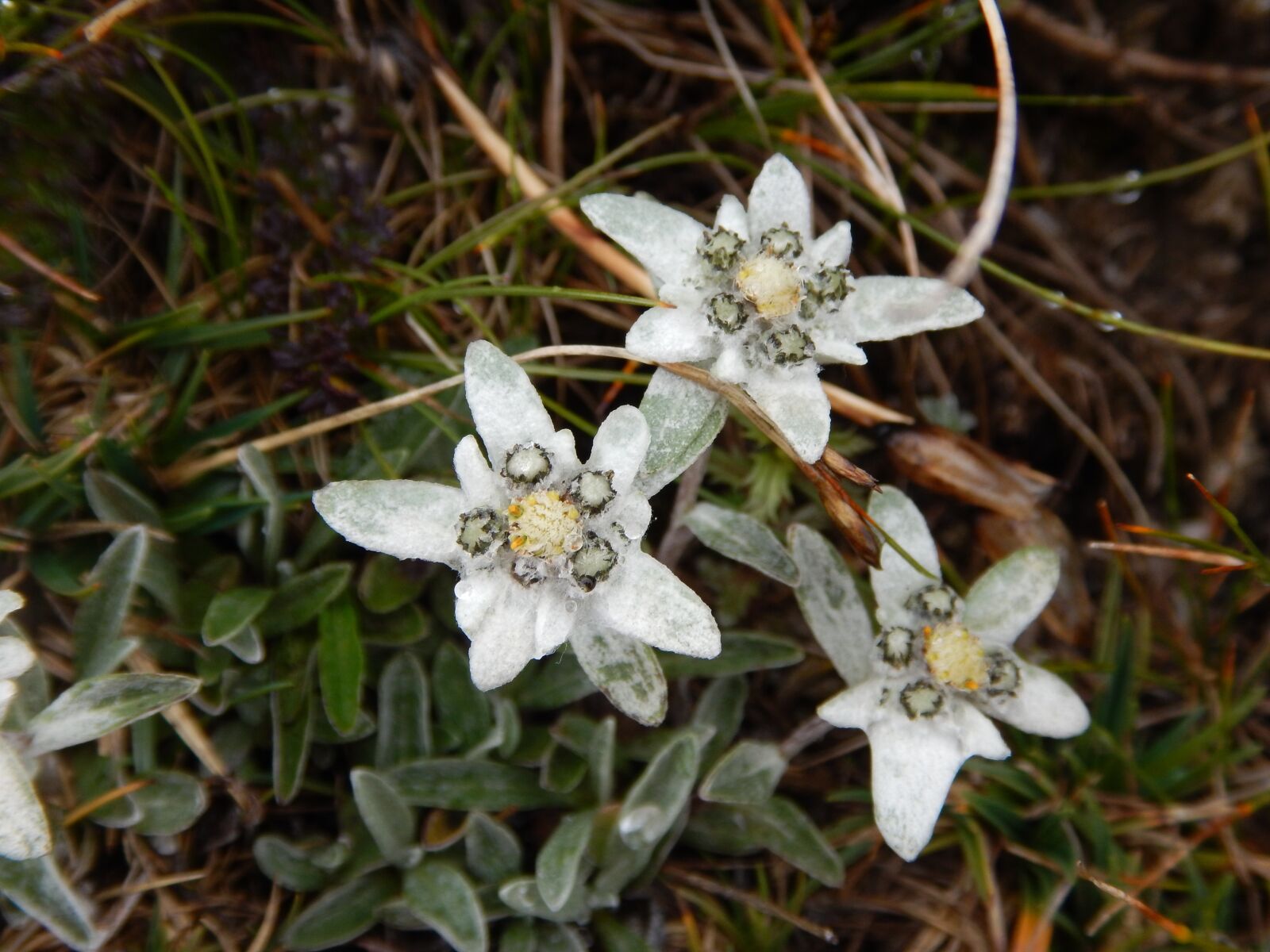 Nikon Coolpix AW120 sample photo. Edelweiss, alpine flower, close photography