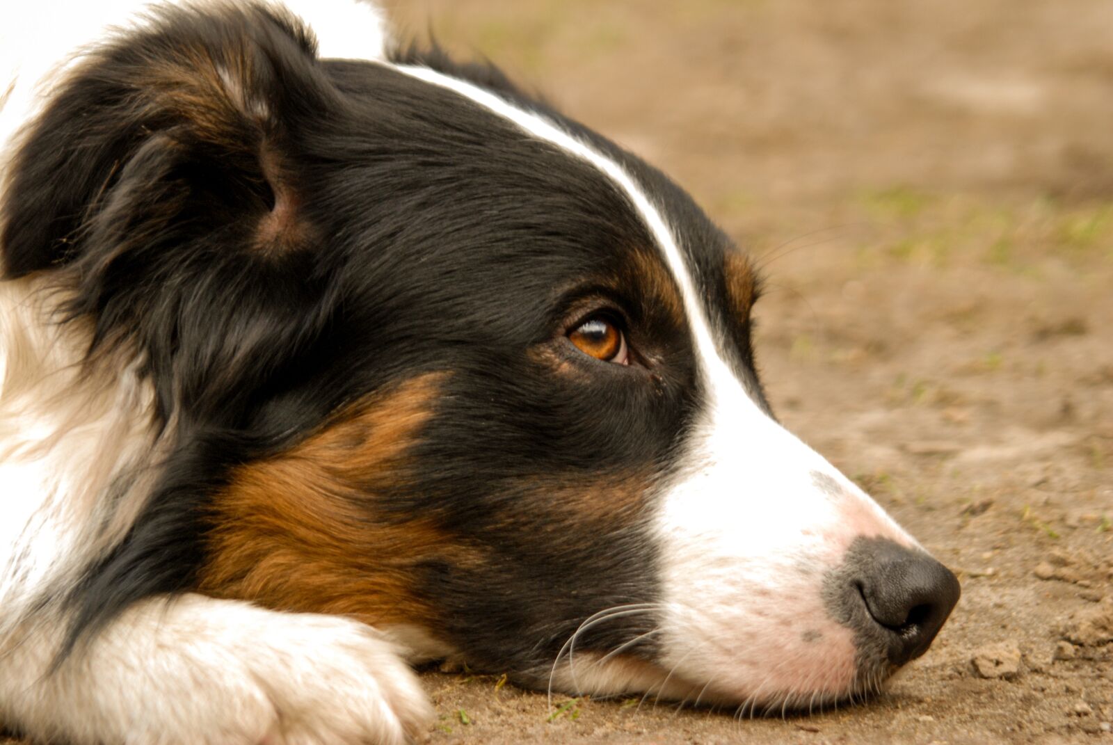 Nikon D80 sample photo. Dog, animal, pet photography