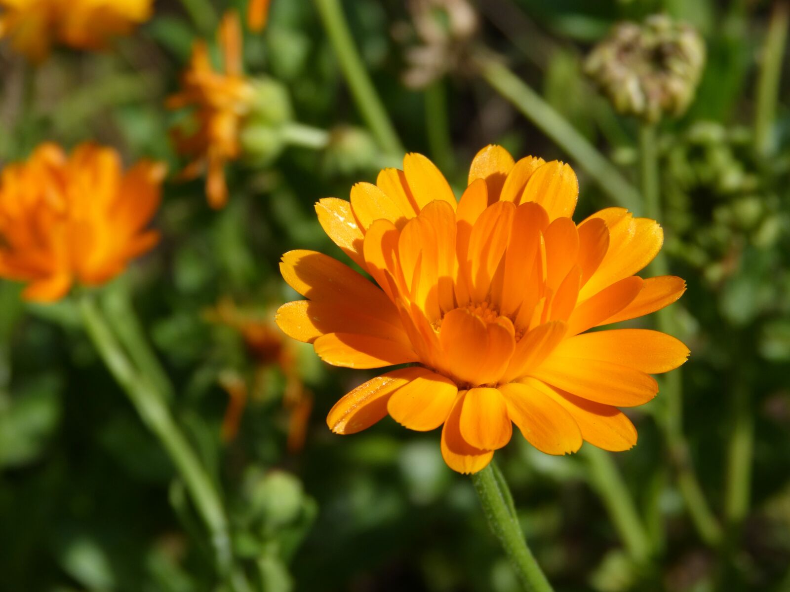 Panasonic DMC-FZ62 sample photo. Marigold, flower, herbs photography