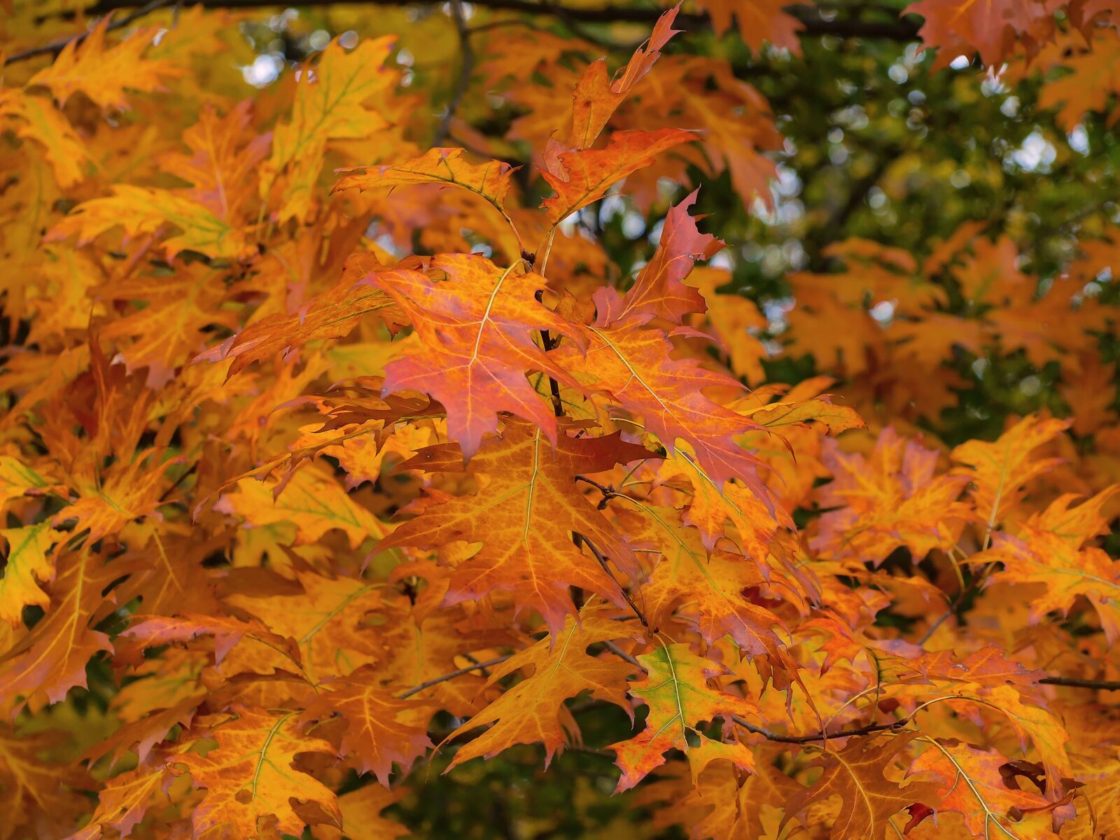 Olympus E-420 (EVOLT E-420) sample photo. Leaves, fall, nature photography