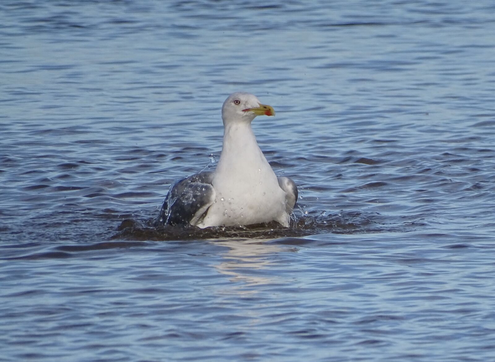 Sony Cyber-shot DSC-HX400V sample photo. Seagull, in water, ave photography
