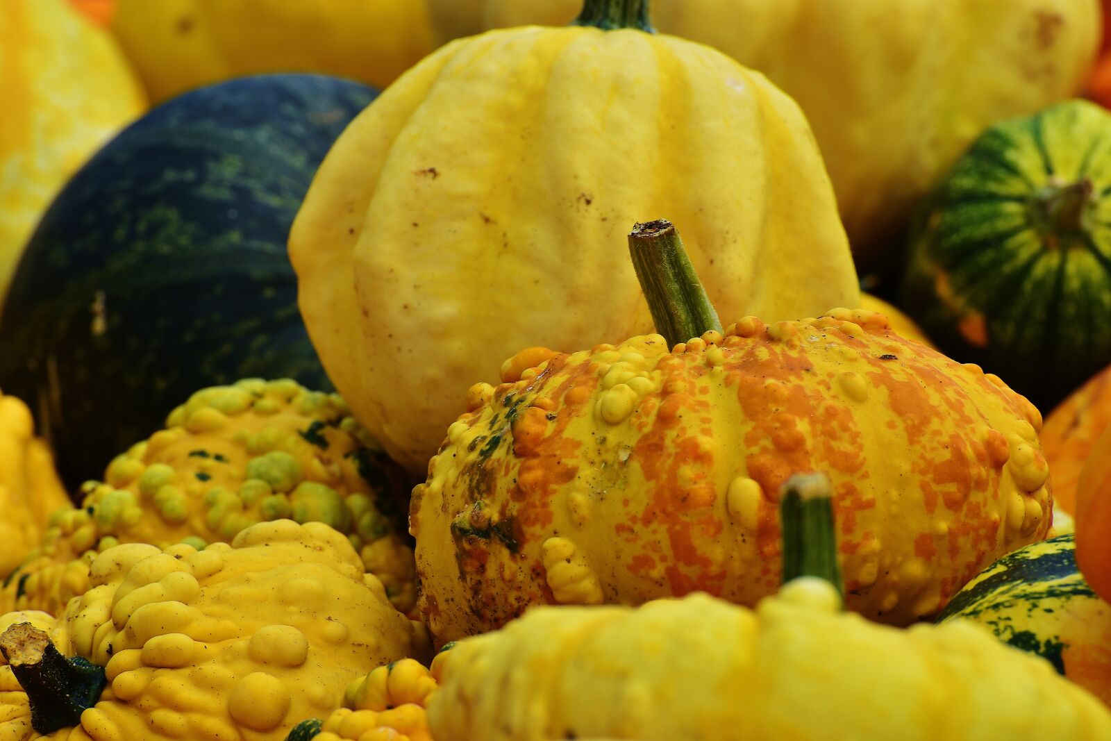 Nikon D7200 sample photo. Pumpkins, autumn, autumn decoration photography