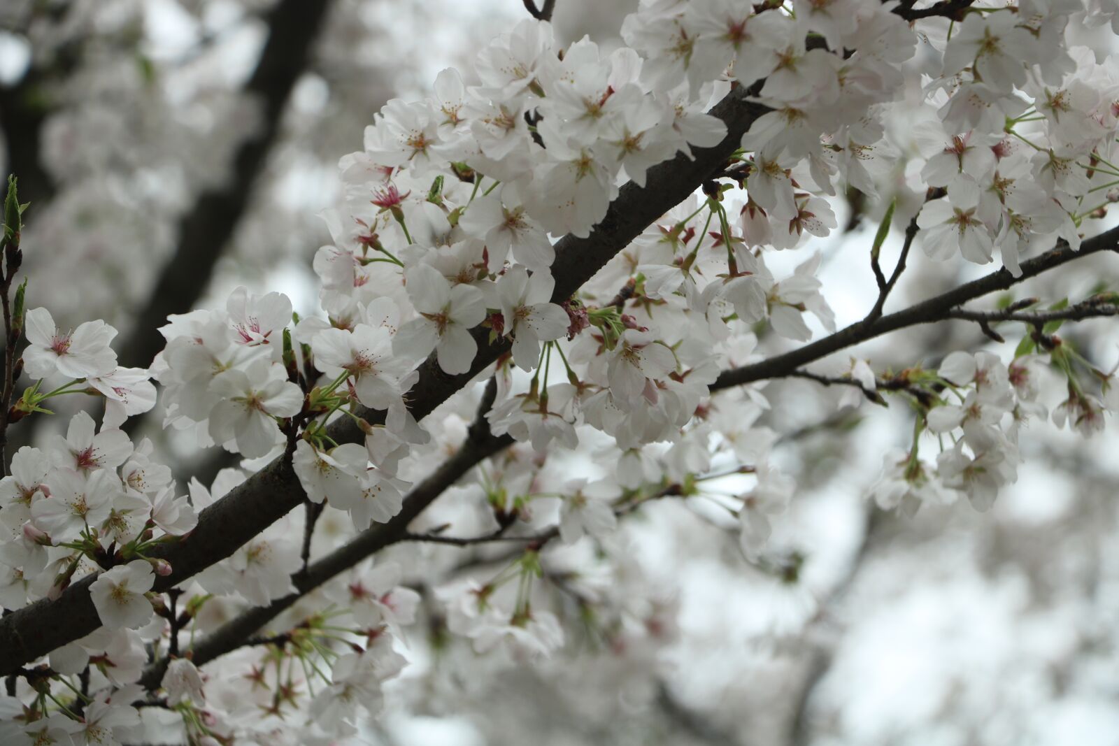 Canon EOS 760D (EOS Rebel T6s / EOS 8000D) + Canon EF-S 18-135mm F3.5-5.6 IS STM sample photo. Cherry blossom, wuhan university photography