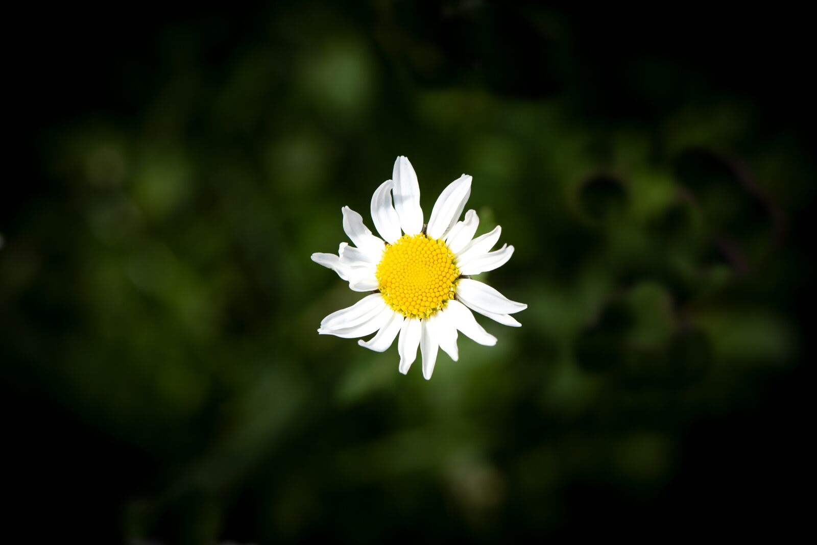 Nikon D750 sample photo. Marguerite, flower, blossom photography