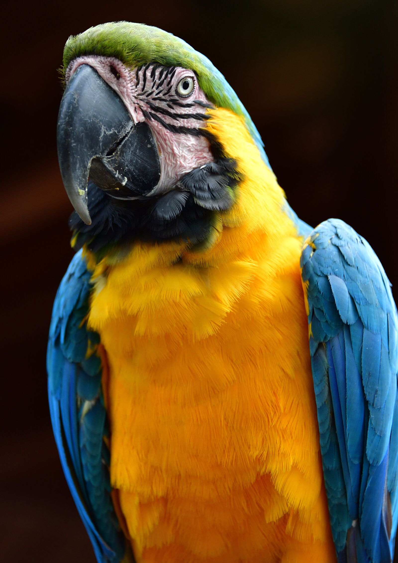 Nikon D850 sample photo. Parrot, macaw, bird photography