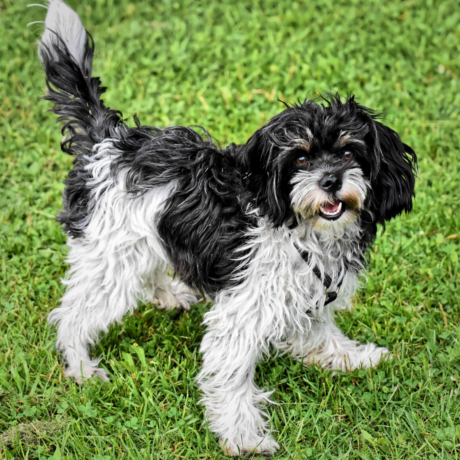 Nikon D7200 sample photo. Dog, pet, cheeky photography