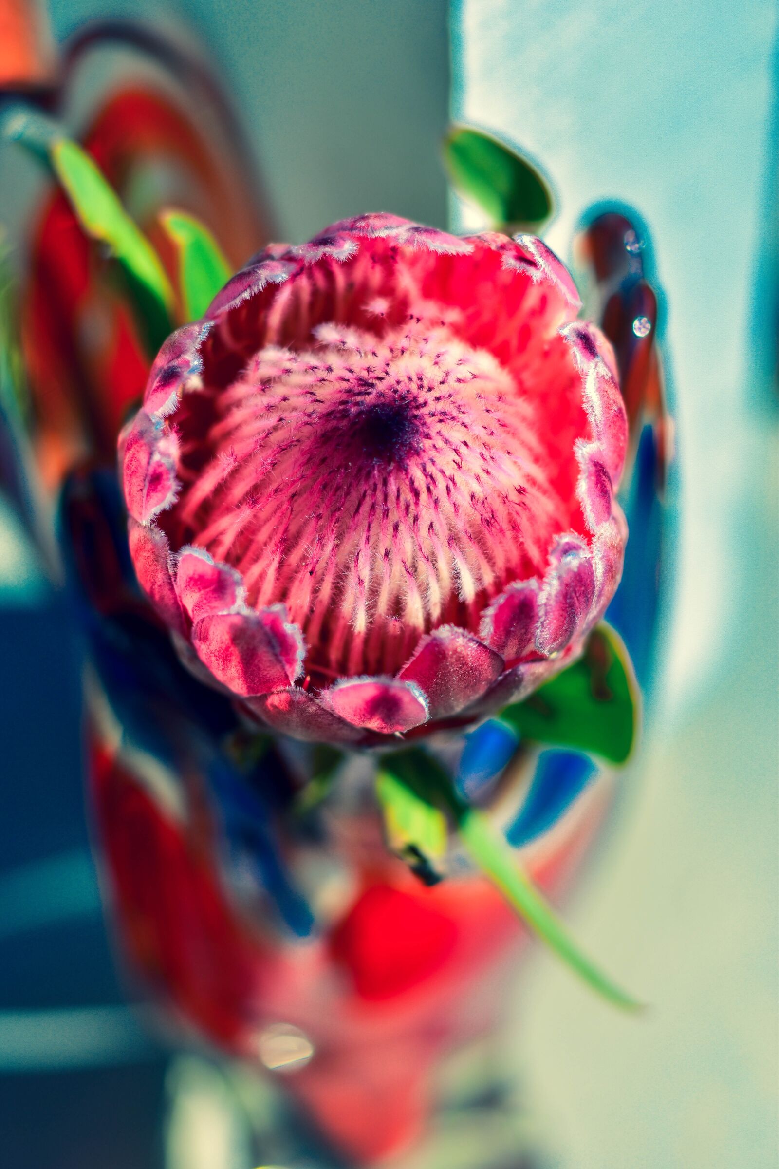 Nikon D5500 sample photo. Protea, flower, vase photography