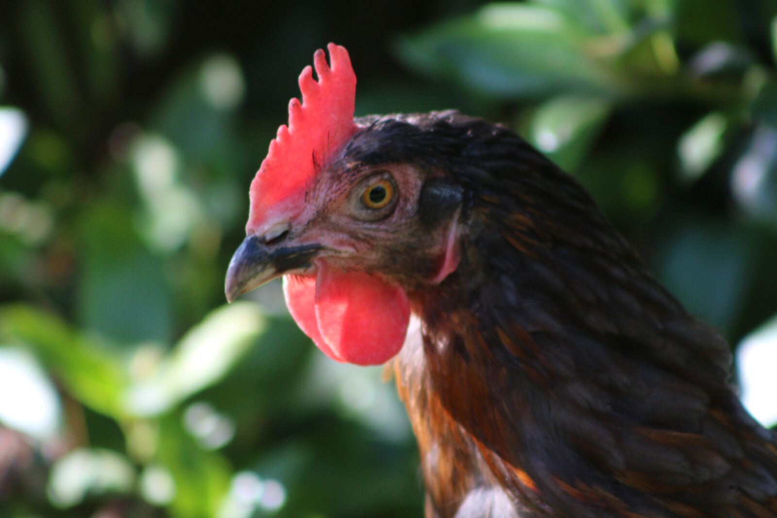 Canon EF75-300mm f/4-5.6 sample photo. Chicken, feather, bird photography