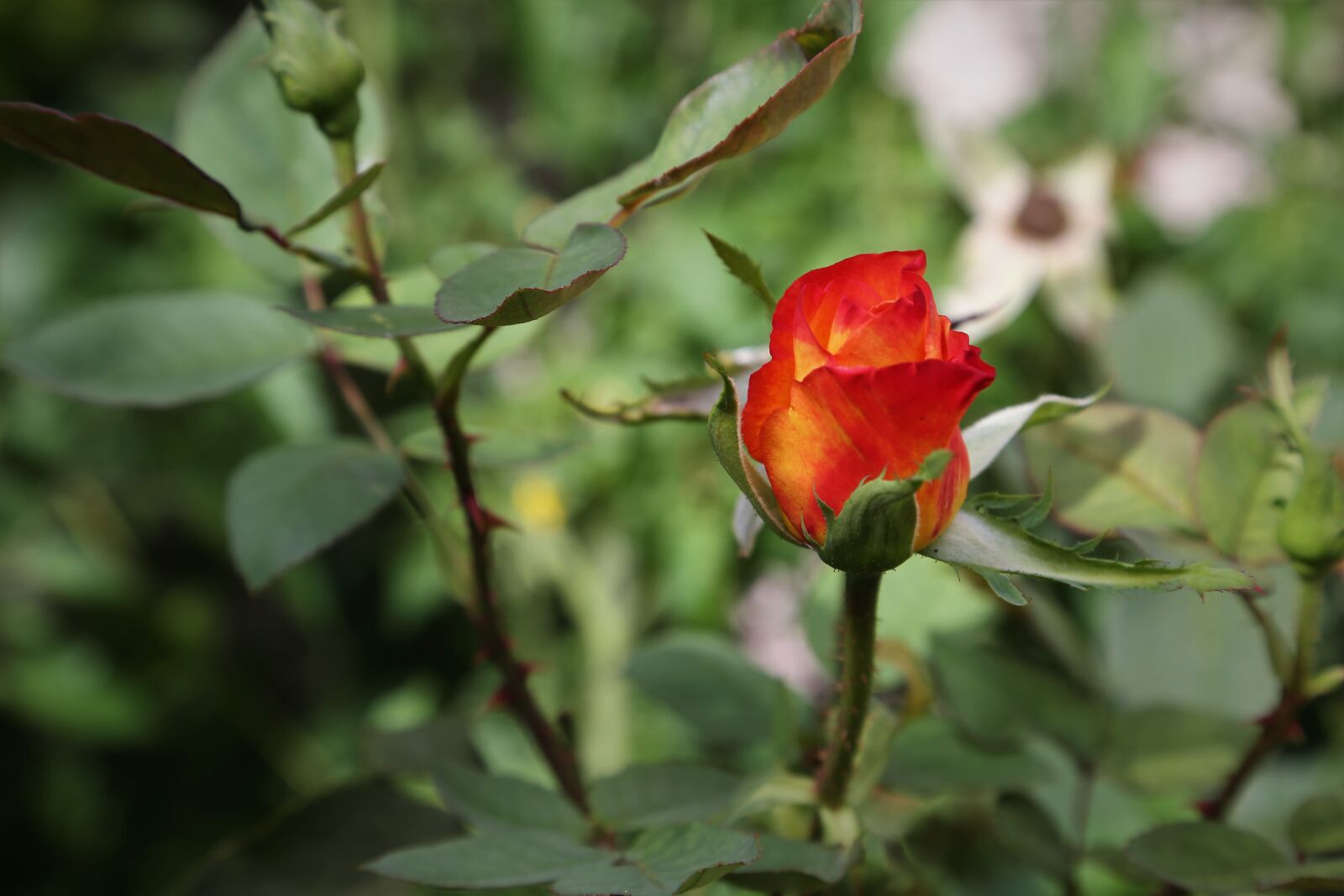 Canon EF 24-105mm F4L IS USM sample photo. Rose, flower, garden photography