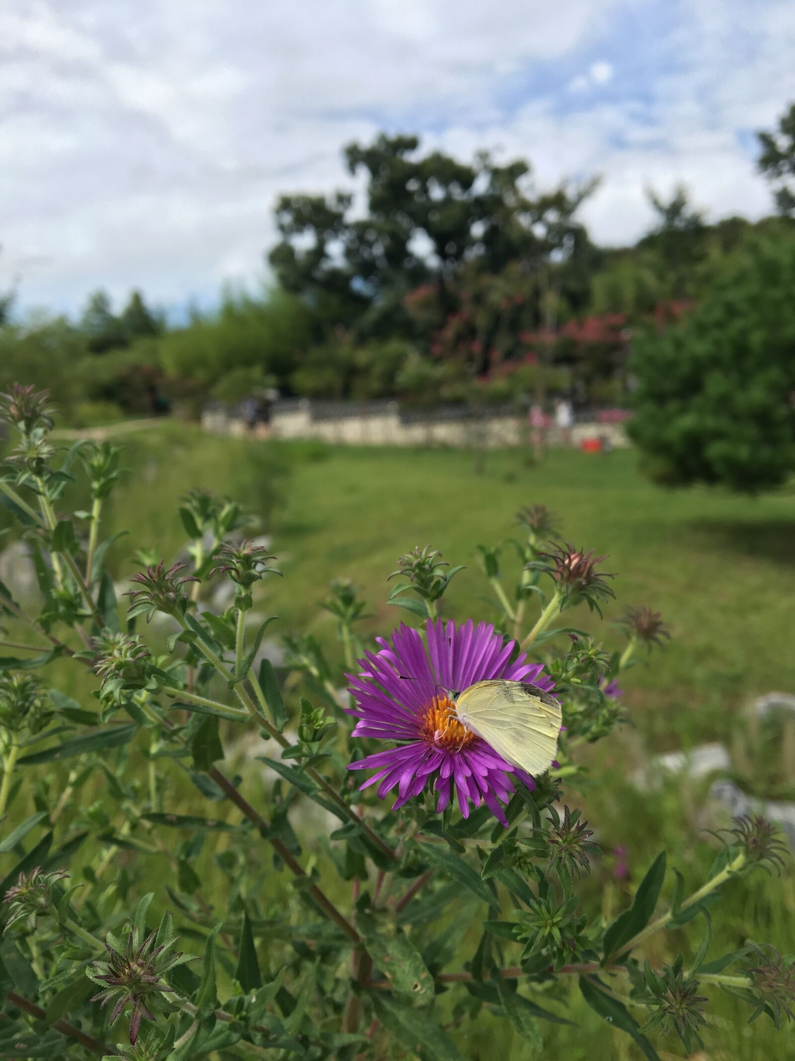Apple iPhone 6s sample photo. Park, butterfly, flowers photography