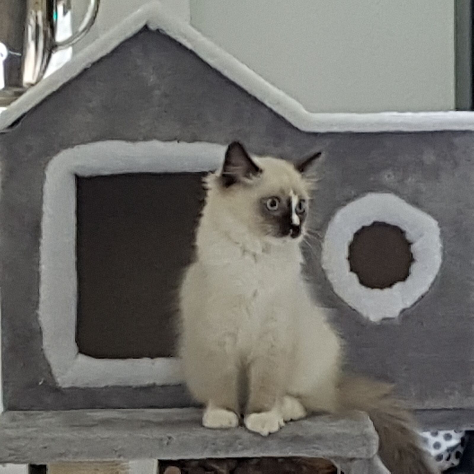 Samsung SM-G930F sample photo. Ragdoll, cat, kitten photography